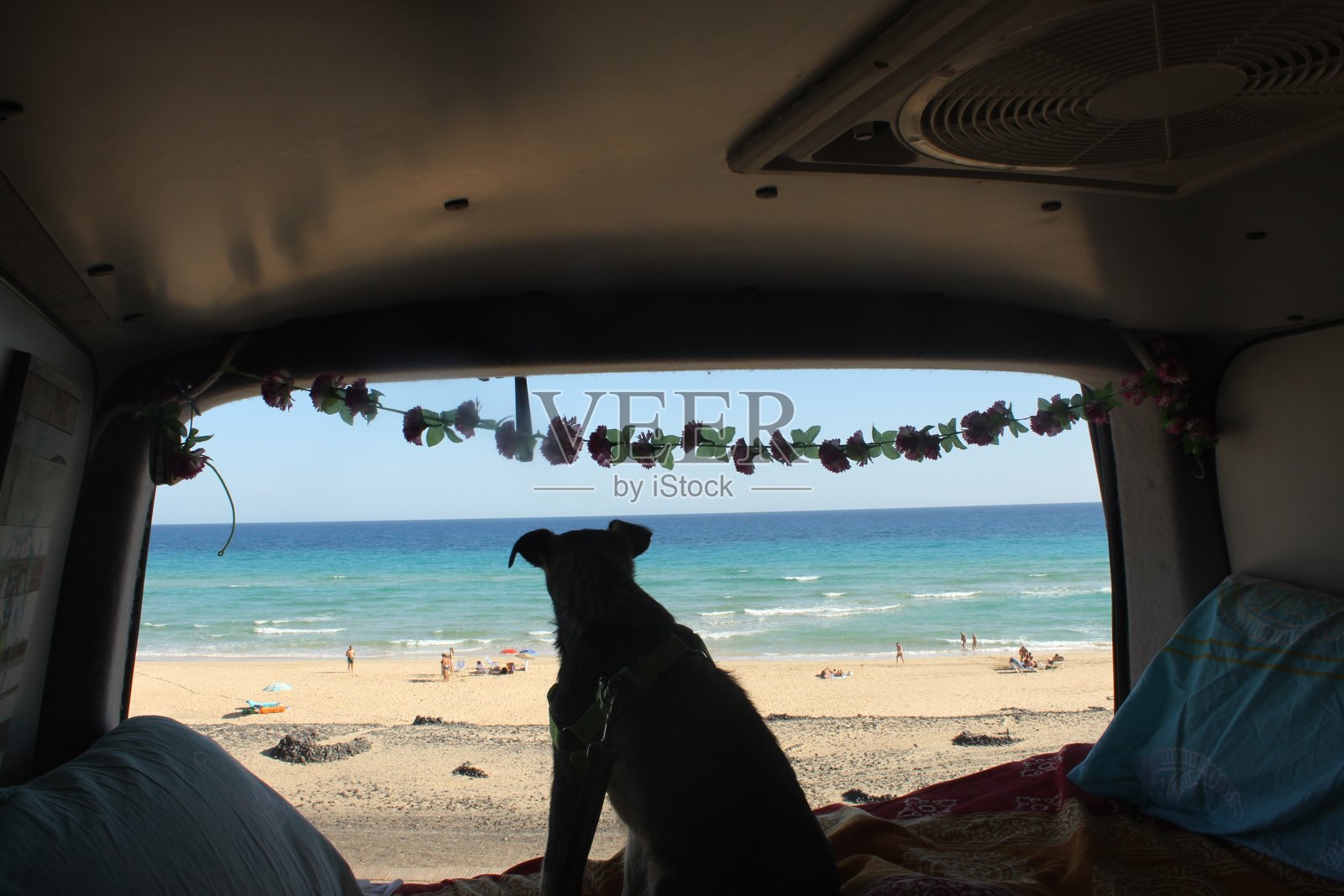 在一辆露营车里，狗(小狗)在床上看着海滩照片摄影图片