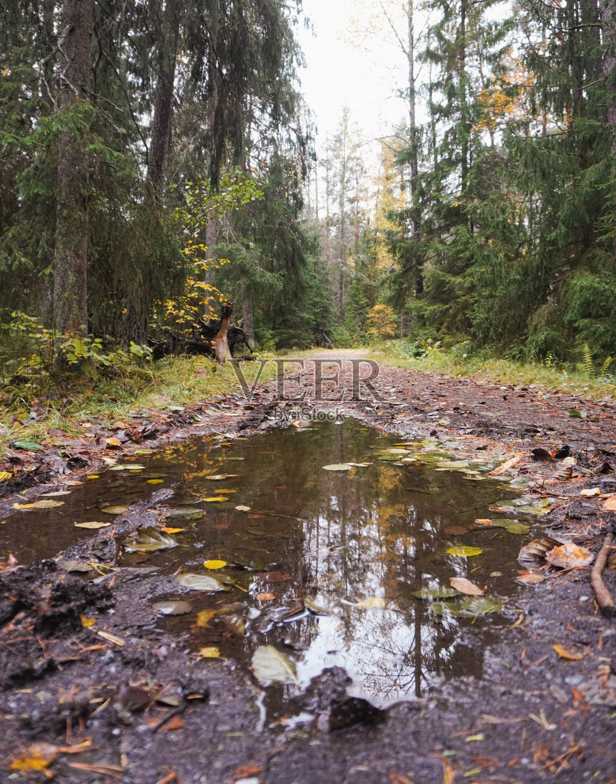 秋天森林里的小路照片摄影图片