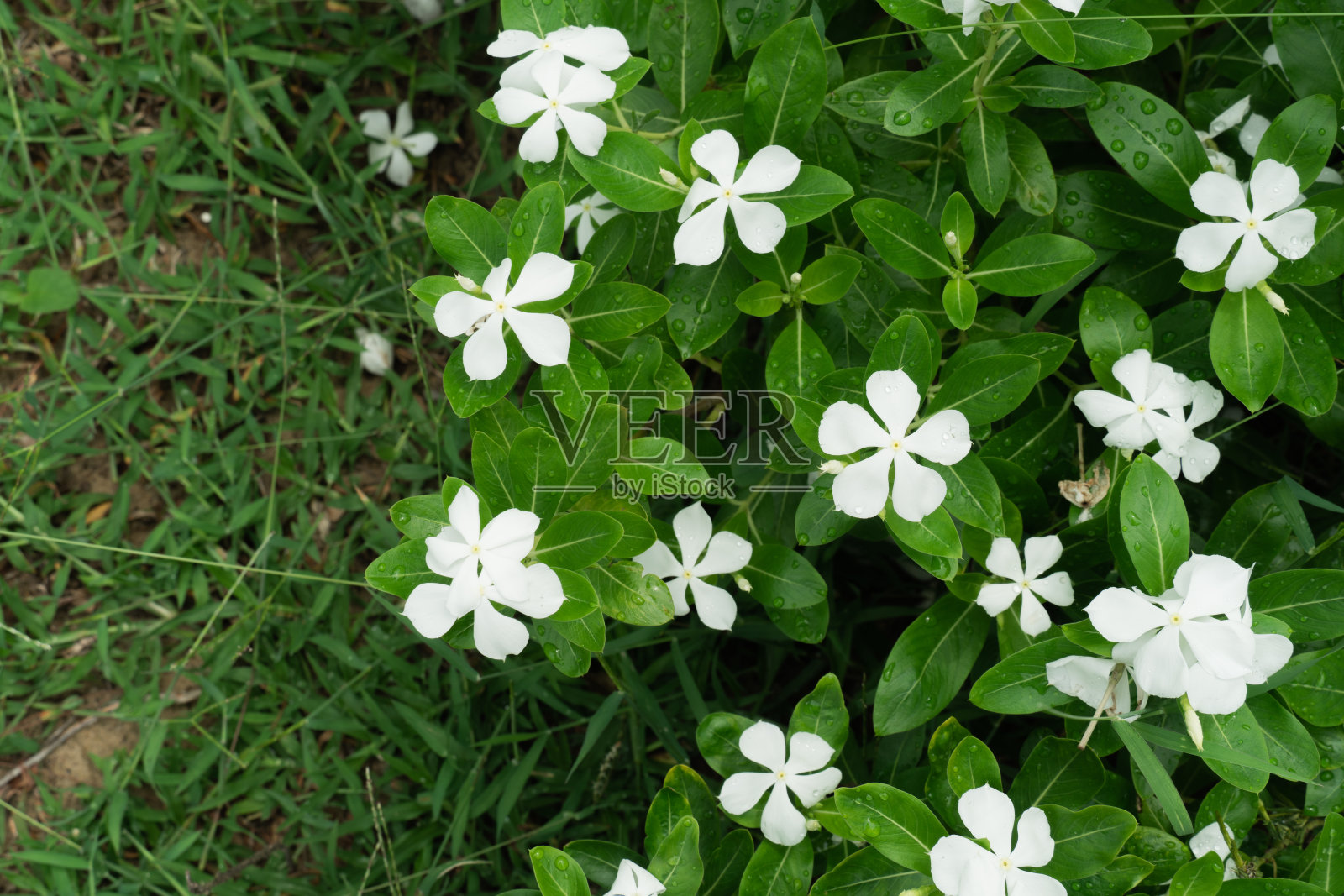 花园里美丽的马达加斯加长春花。白色长春花，蔷薇花，长春花。特写美丽的白色长春花。照片摄影图片