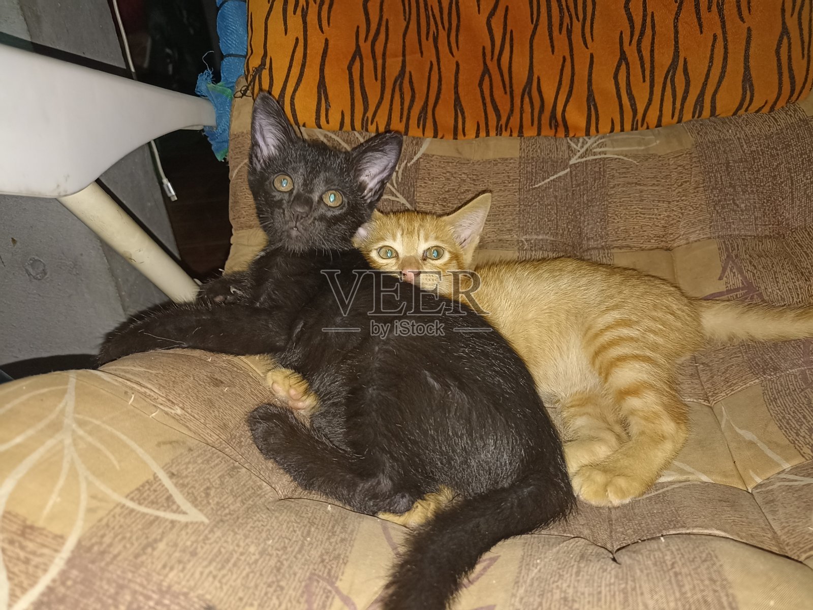 一只可爱的宠物猫照片摄影图片