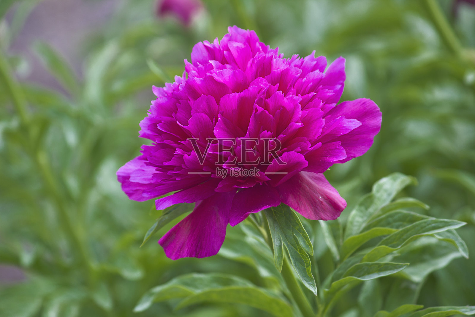 紫色牡丹花特写照片摄影图片