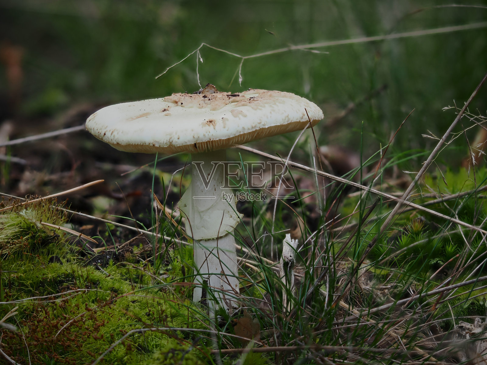 森林秋天白色的蘑菇在森林凋落物。照片摄影图片