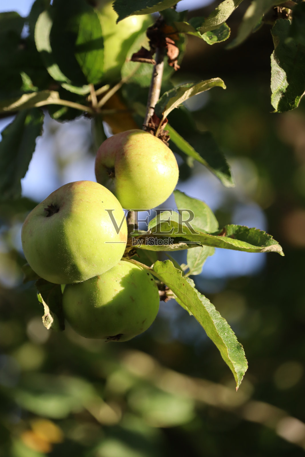 阿斯图里亚斯的苹果树上的苹果照片摄影图片