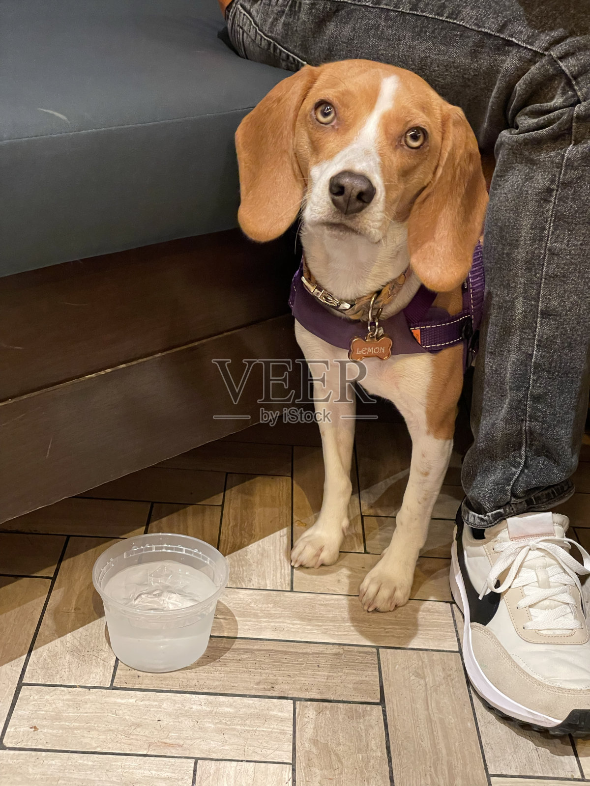 狗希望有人掉食物。照片摄影图片