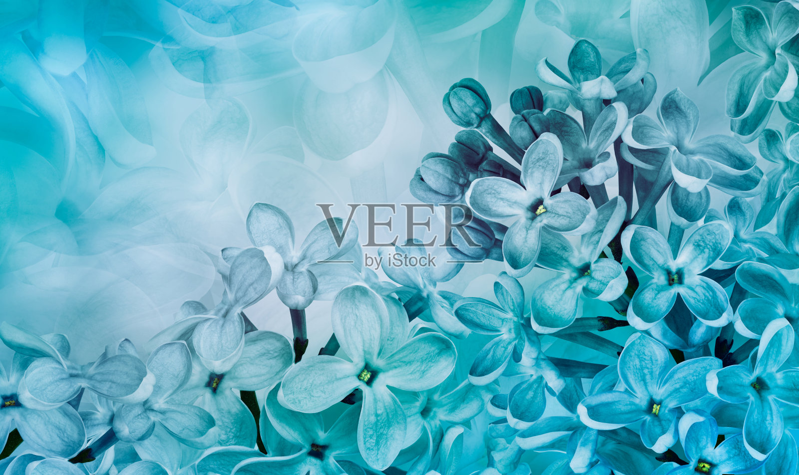 花春天的背景。丁香花束和花瓣。特写镜头。大自然。淡紫色。照片摄影图片