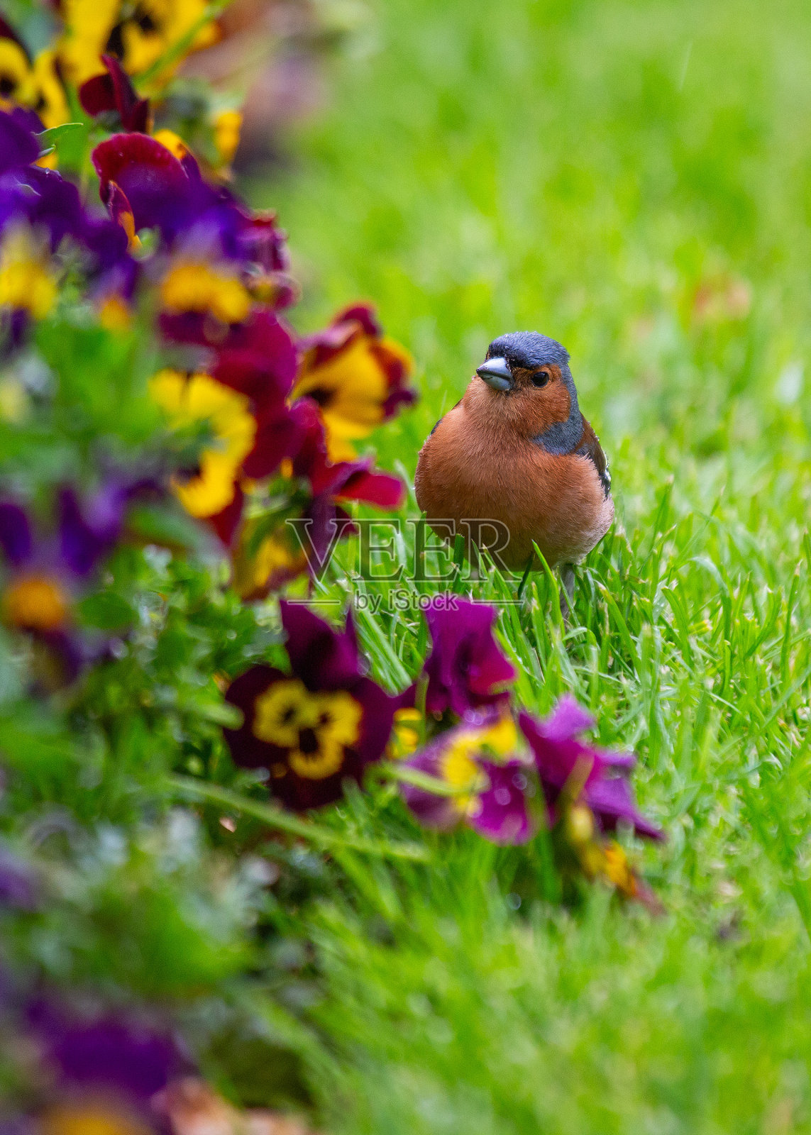 苍头燕雀(Fringilla coelebs)户外斑点照片摄影图片