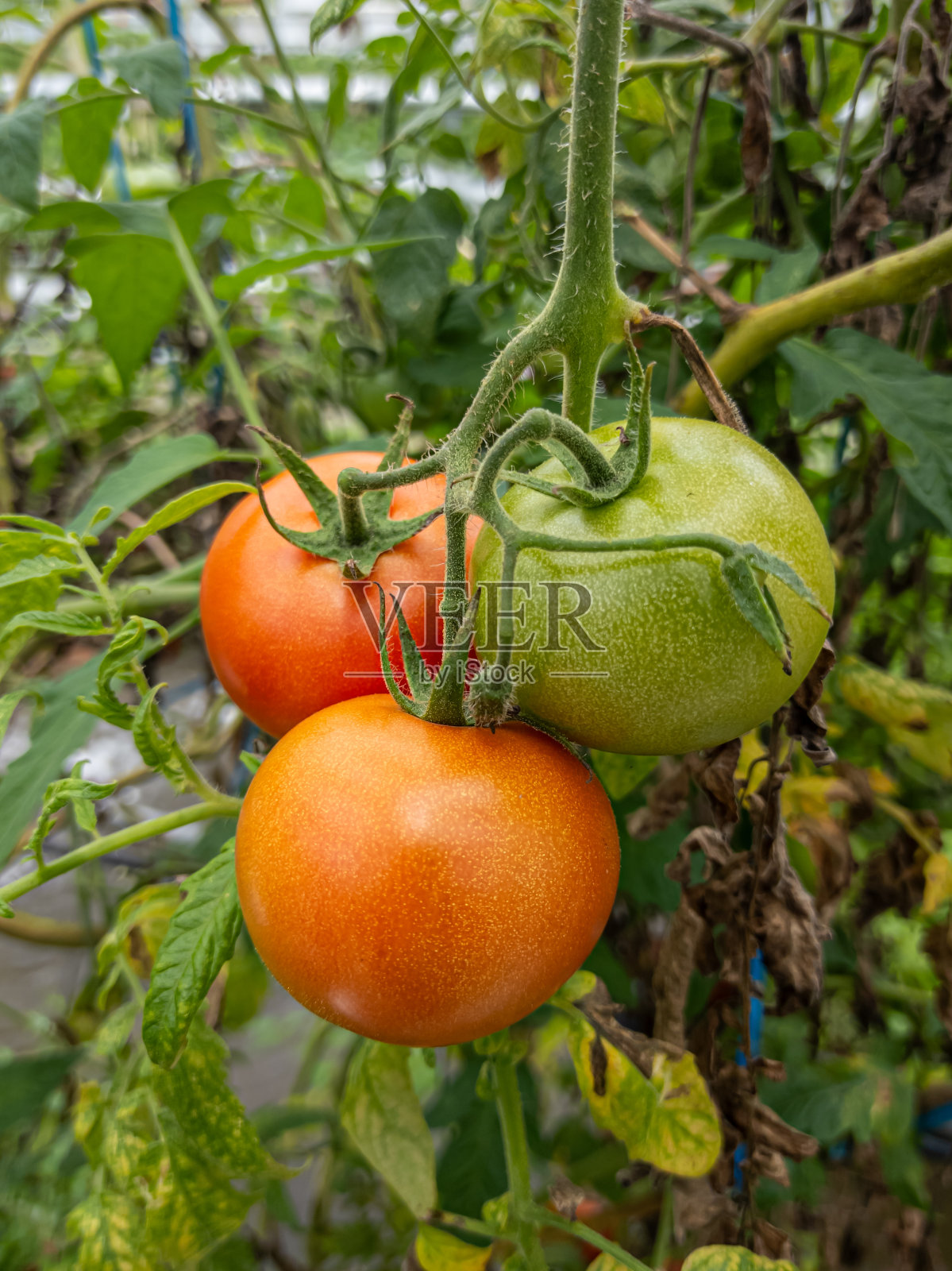 三个新鲜西红柿。照片摄影图片