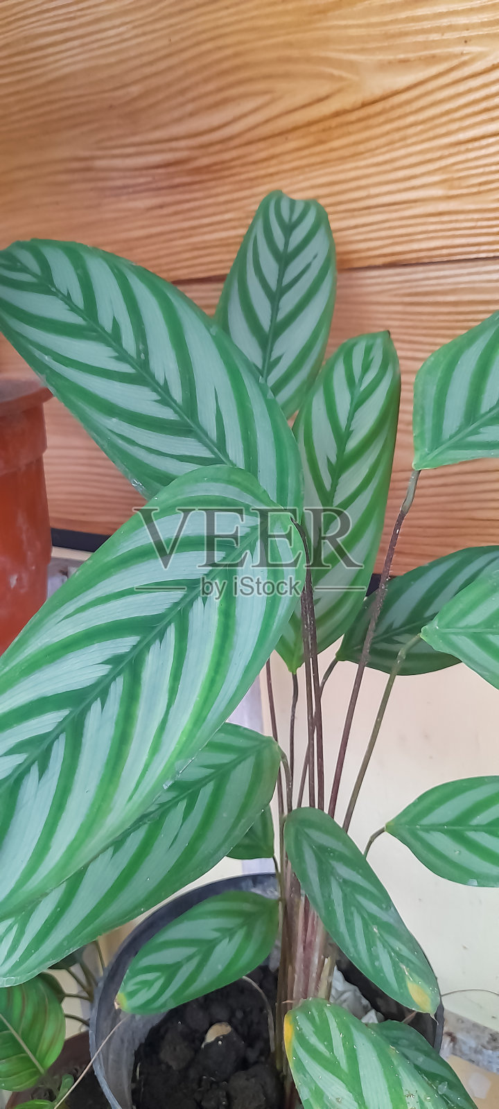 鱼骨甲壳照片摄影图片