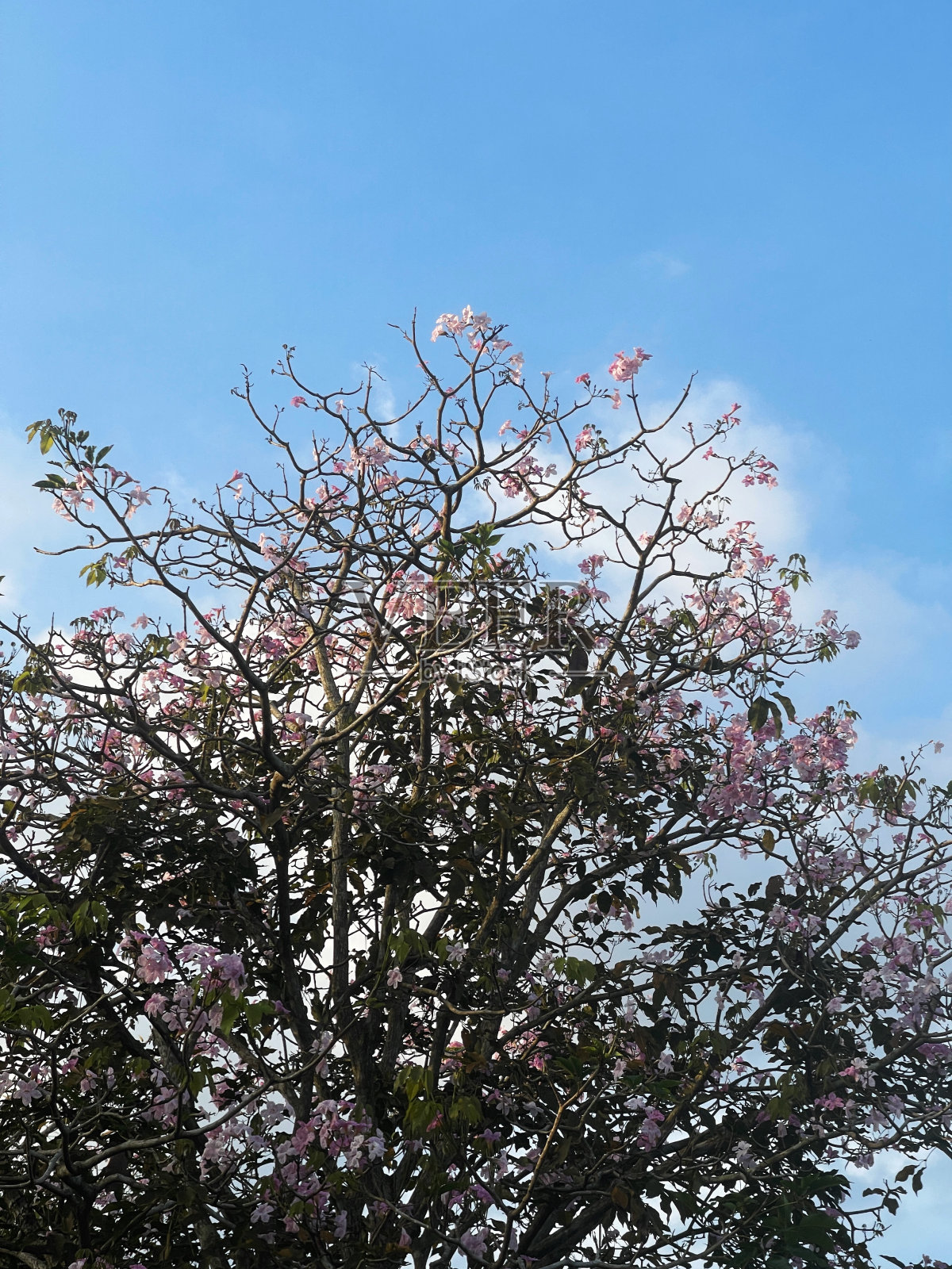 Tecoma或Tabebuia玫瑰花照片摄影图片