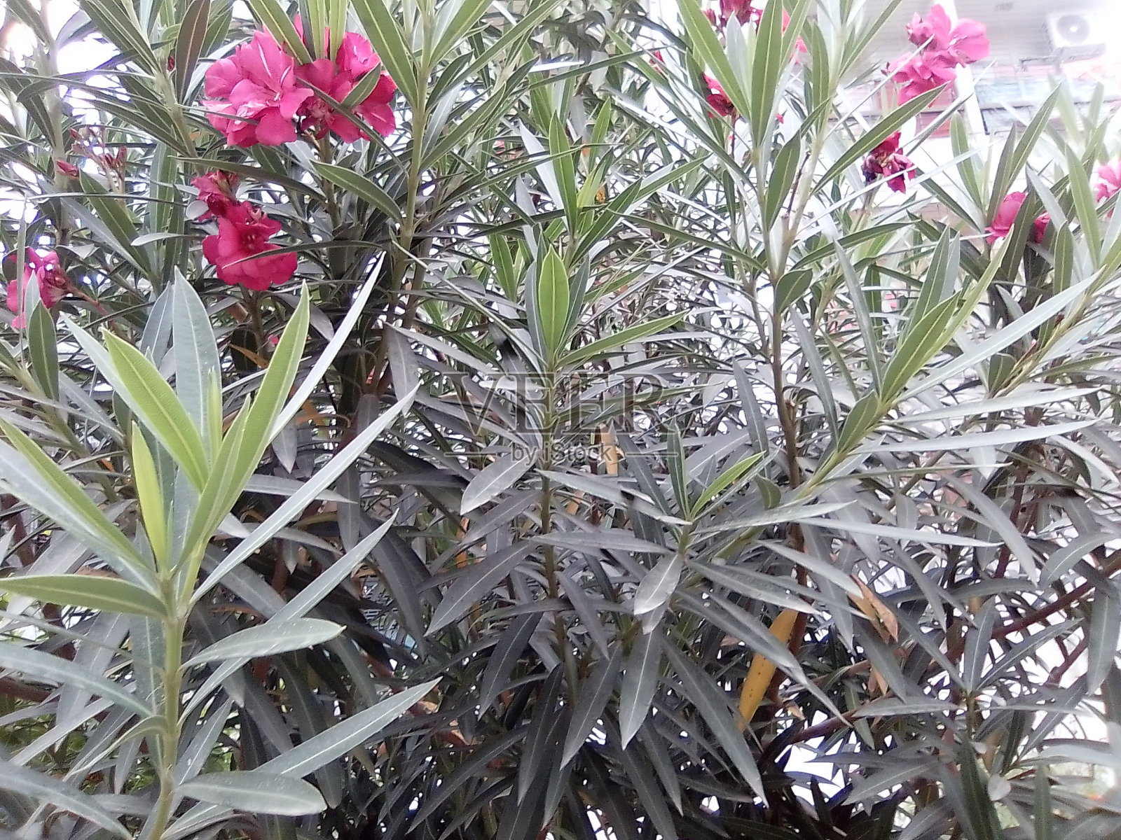 绿色长叶植物，花紫色照片摄影图片