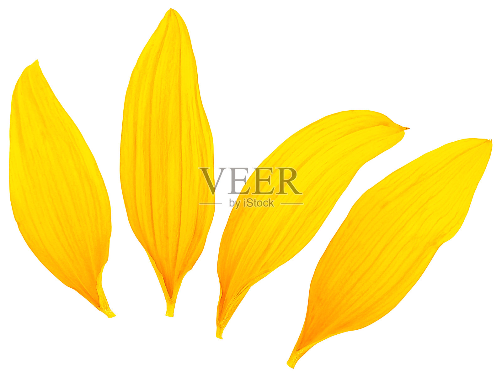 白色背景上的新鲜黄色向日葵花瓣的俯视图照片摄影图片