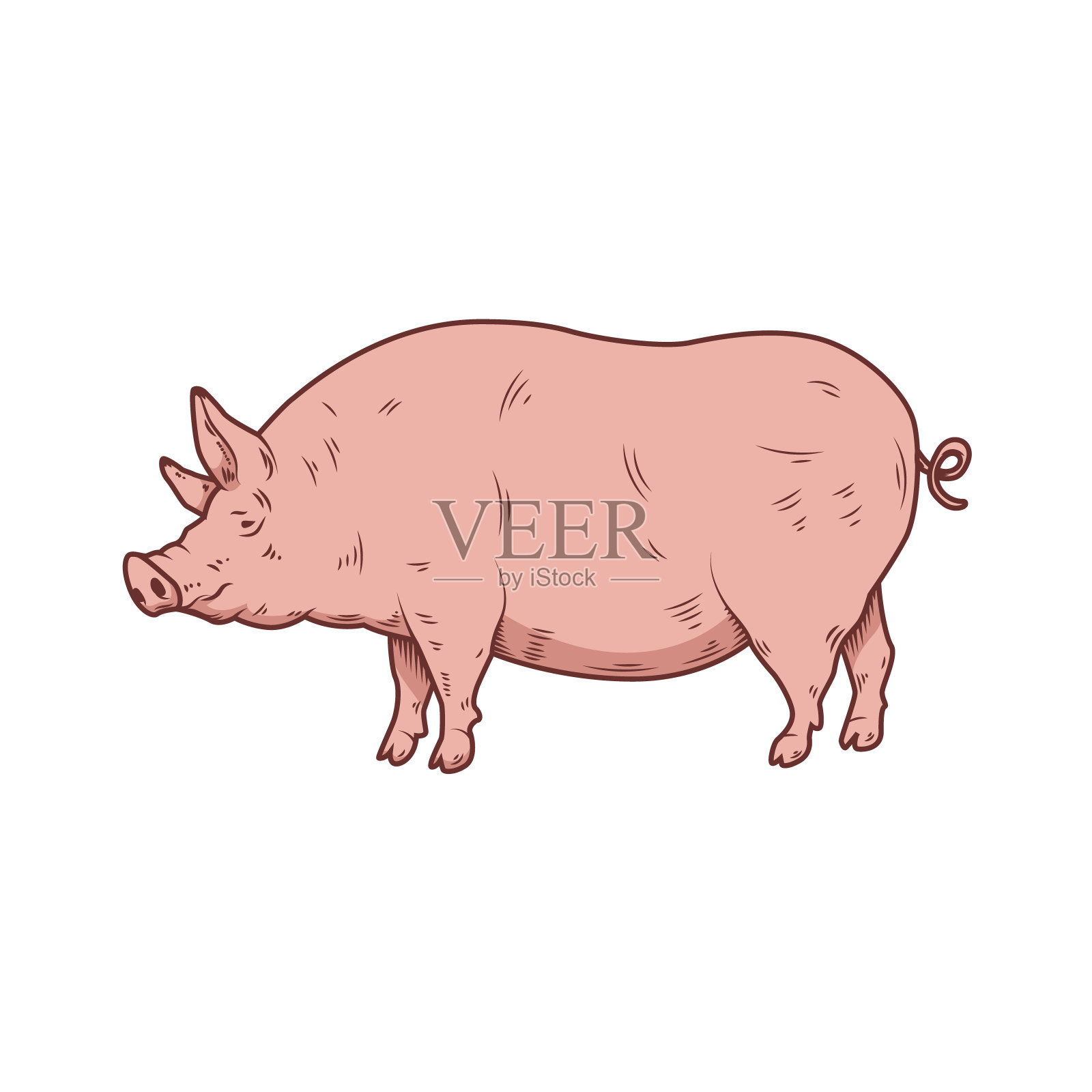 在白色背景上孤立的一头大肥猪的插图。猪肉。海报，菜单，卡片的设计元素。插画图片素材