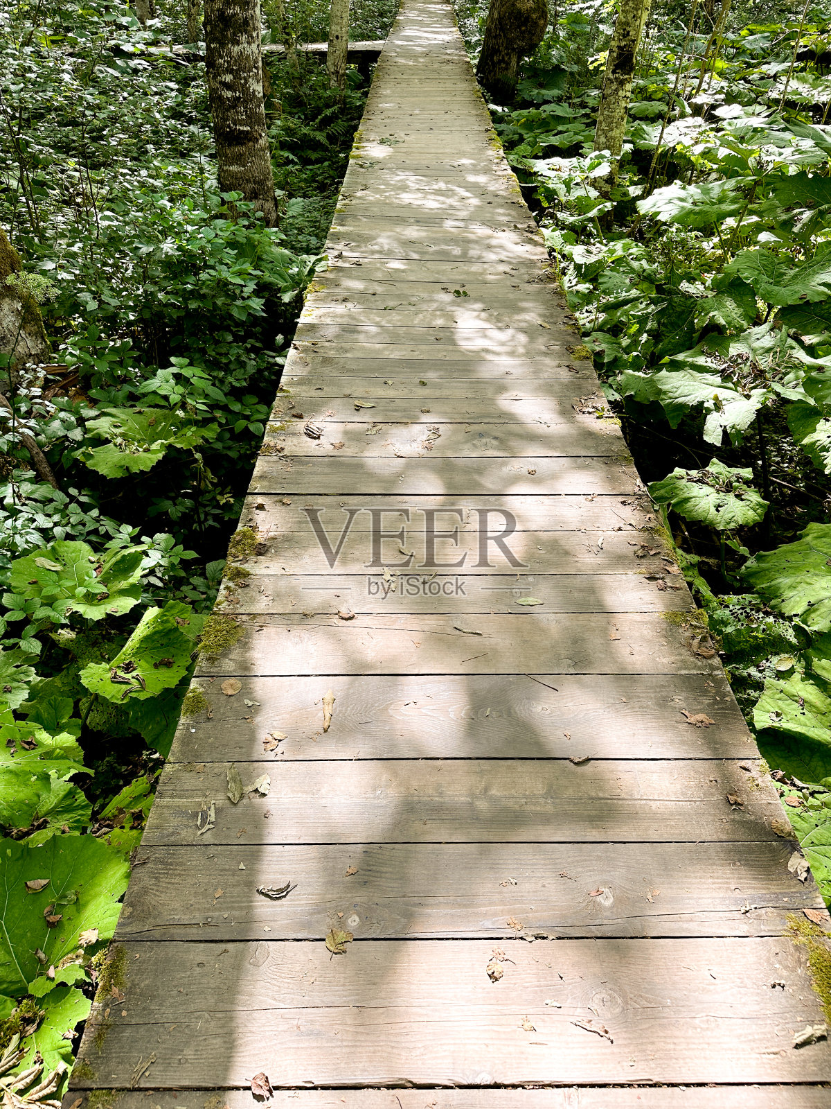 森林木栈道穿过湿地，俯视图照片摄影图片