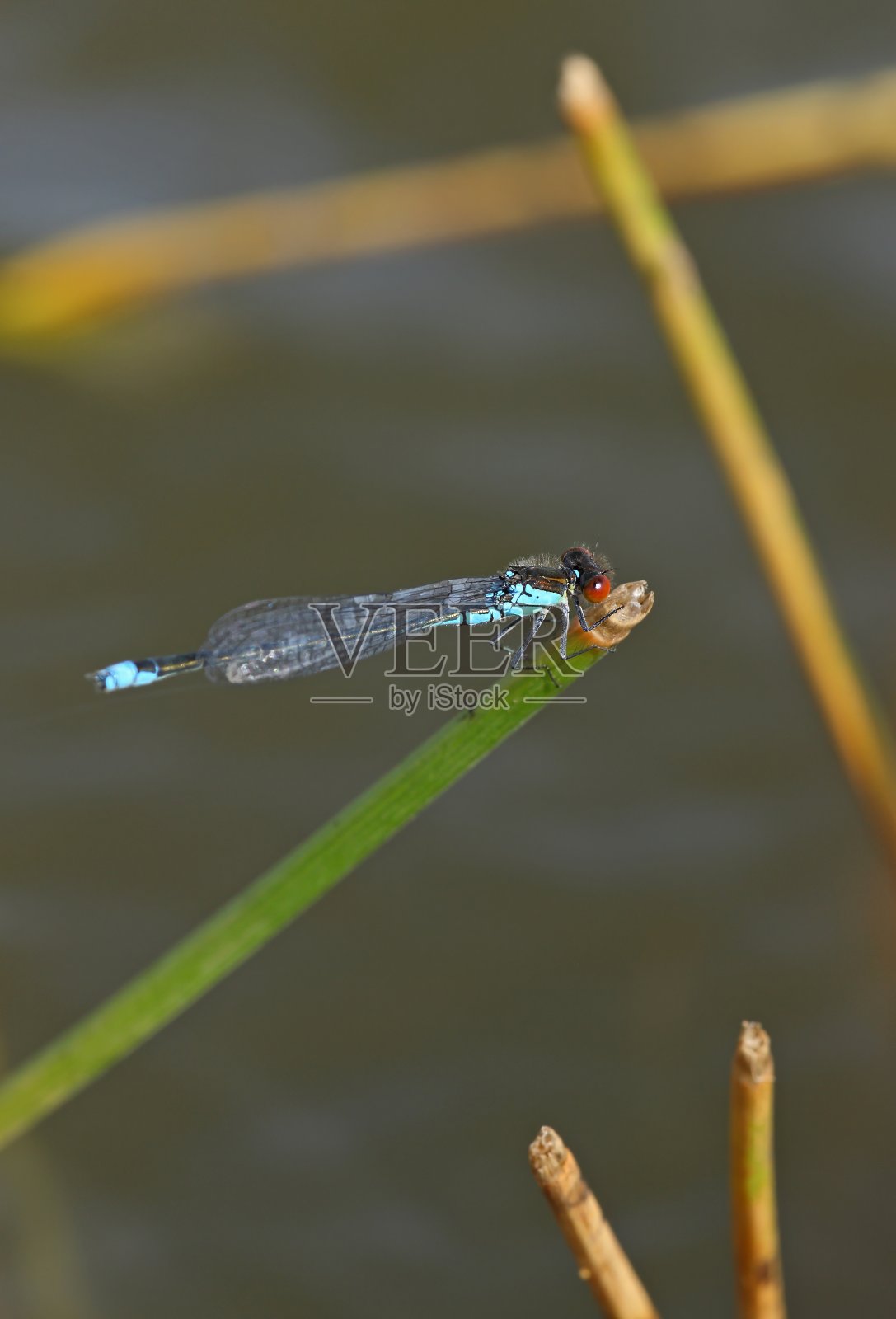 小红眼豆娘(红肿)照片摄影图片