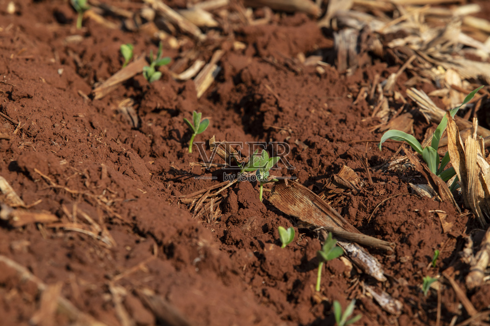 在帕拉纳<e:1> -巴西的玉米秸秆中直接种植大豆照片摄影图片