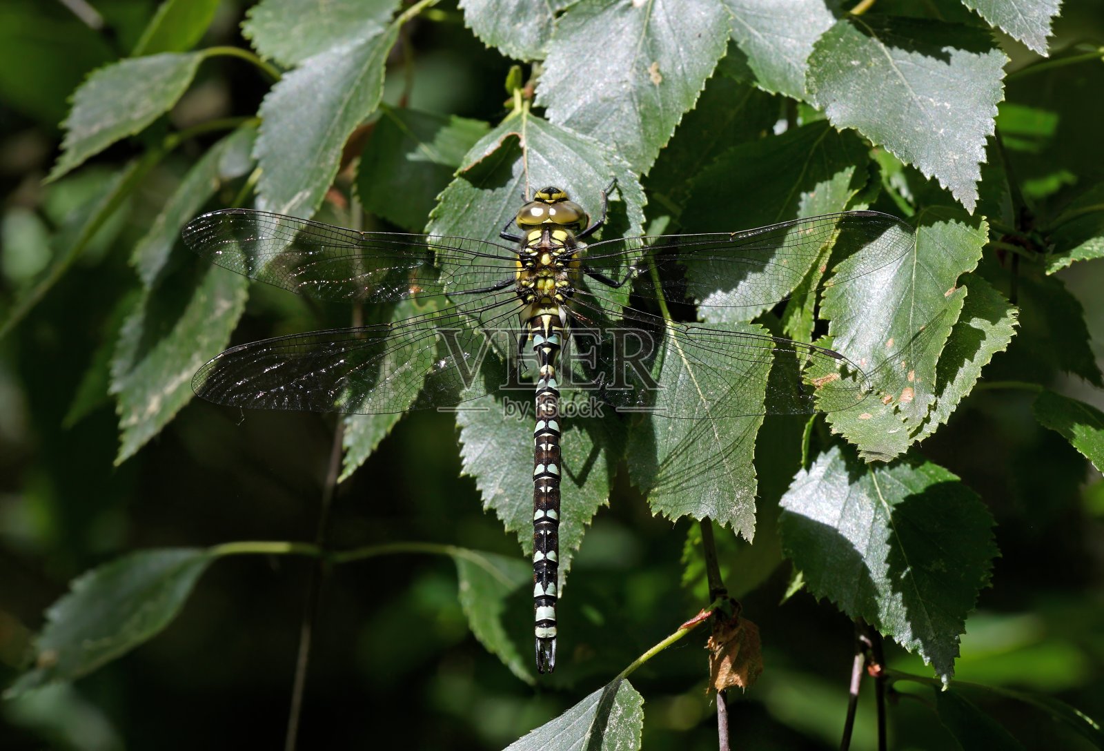 南方小贩蜻蜓(Aeshna cyanea)照片摄影图片
