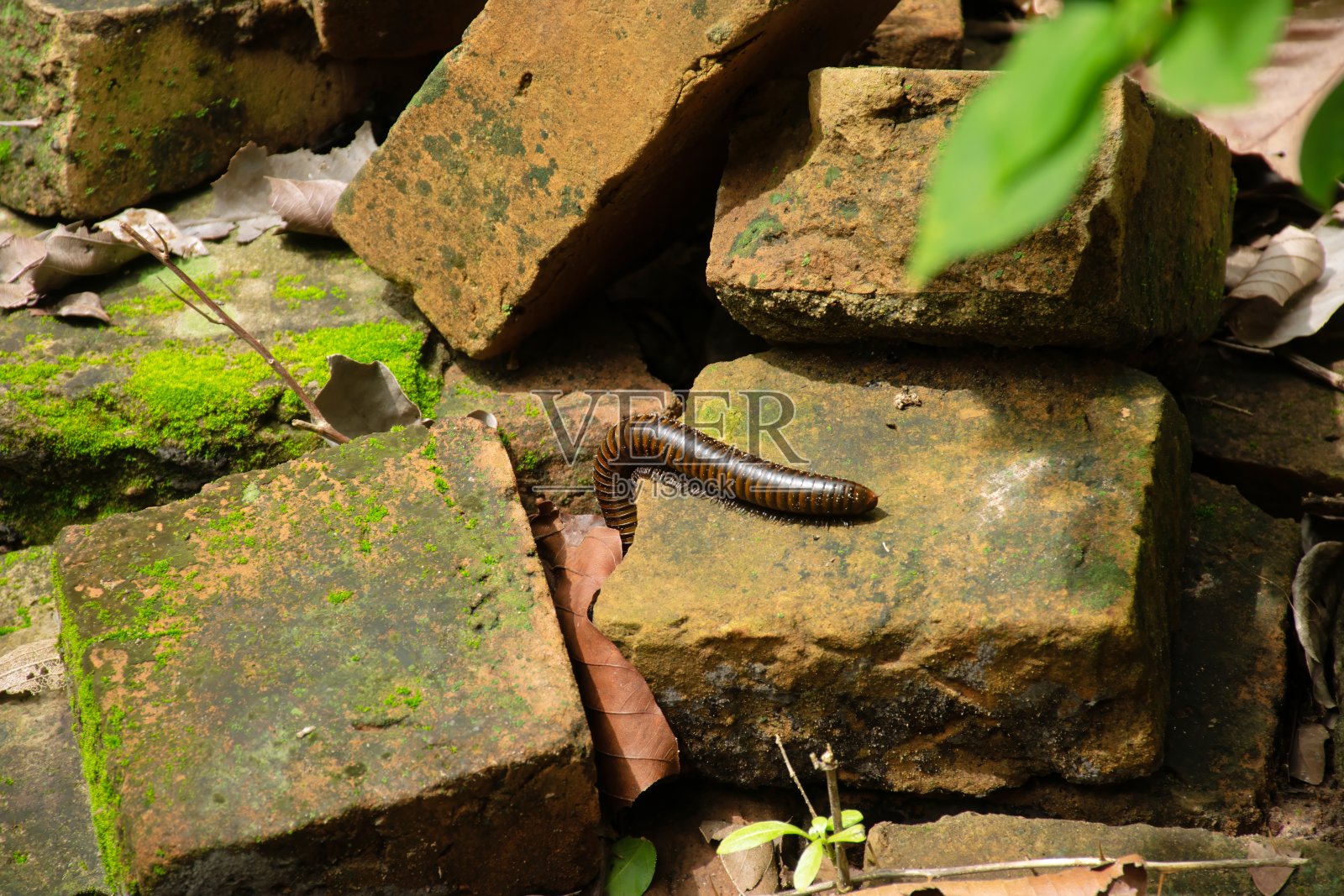 大的千足虫照片摄影图片