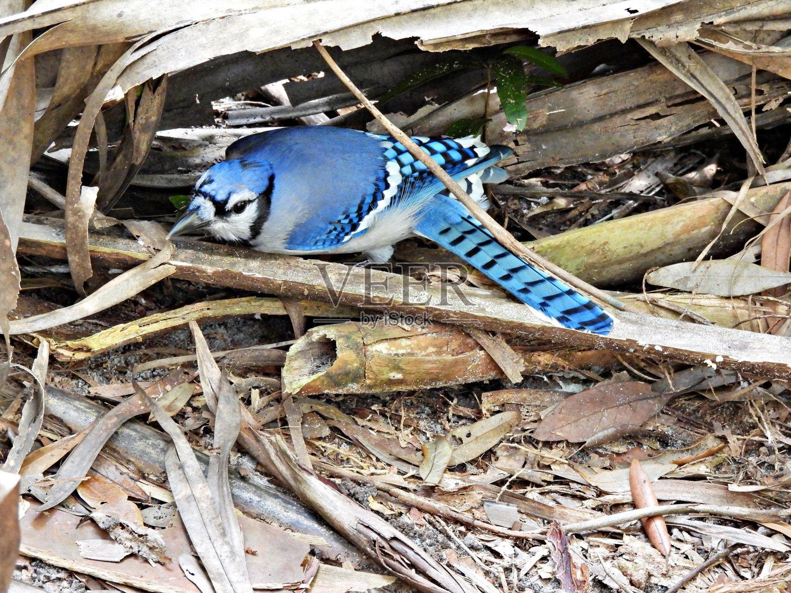 冠蓝鸦(Cyanocitta cristata) -在棕榈叶下觅食照片摄影图片