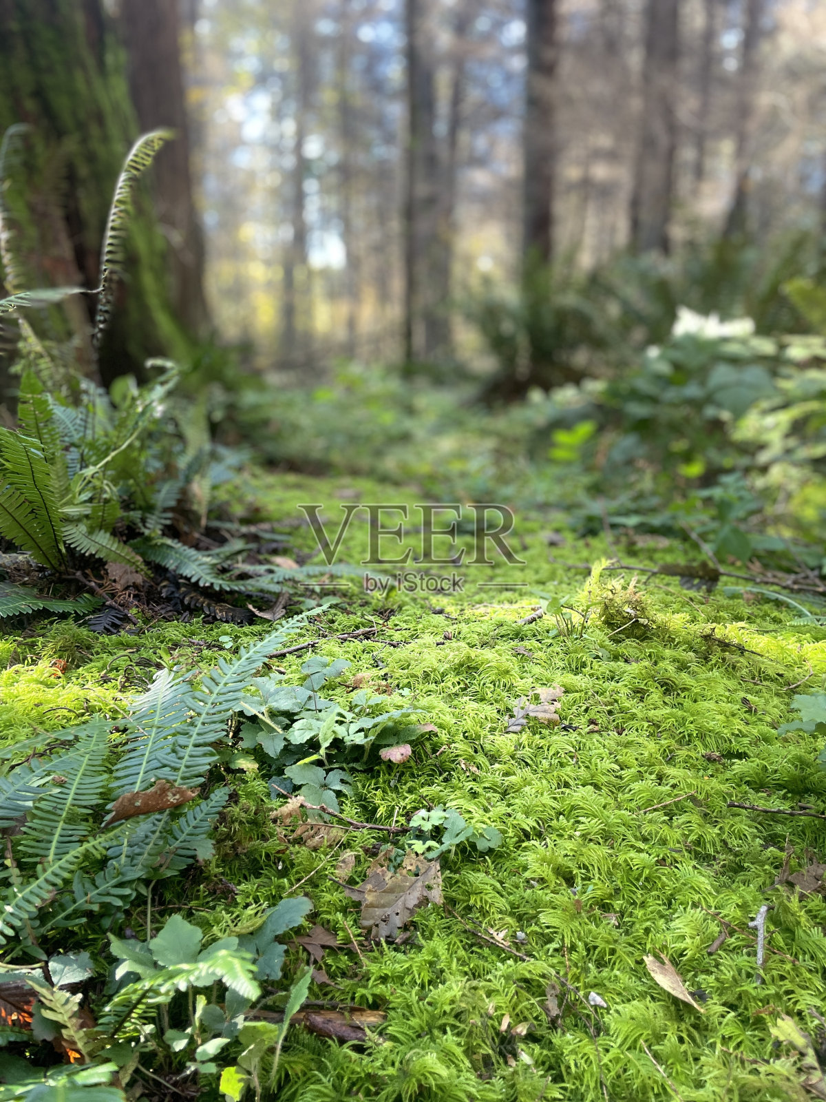 森林苔藓照片摄影图片