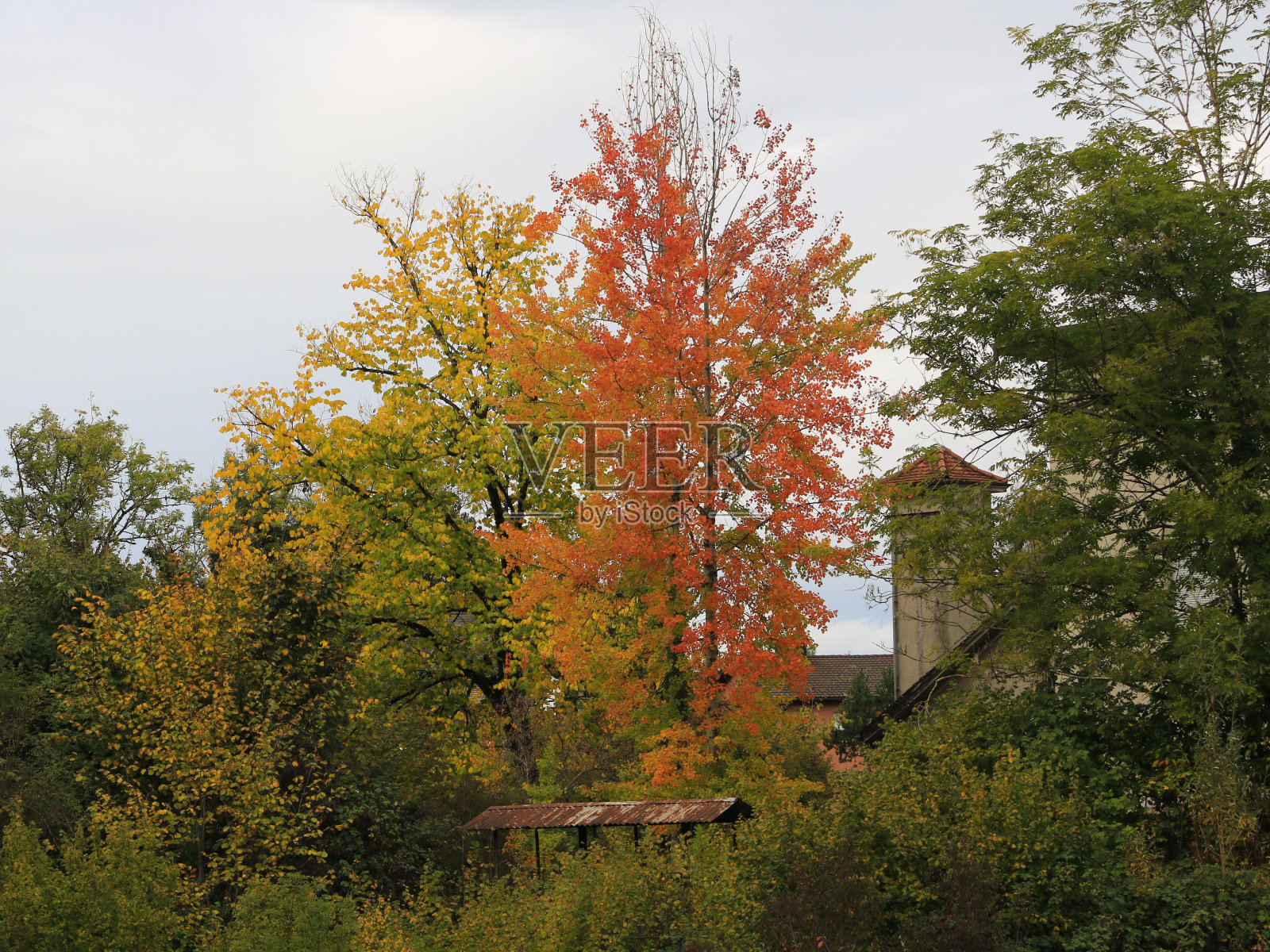 苏黎世威兹肯，秋天的一天，五颜六色的树木。照片摄影图片