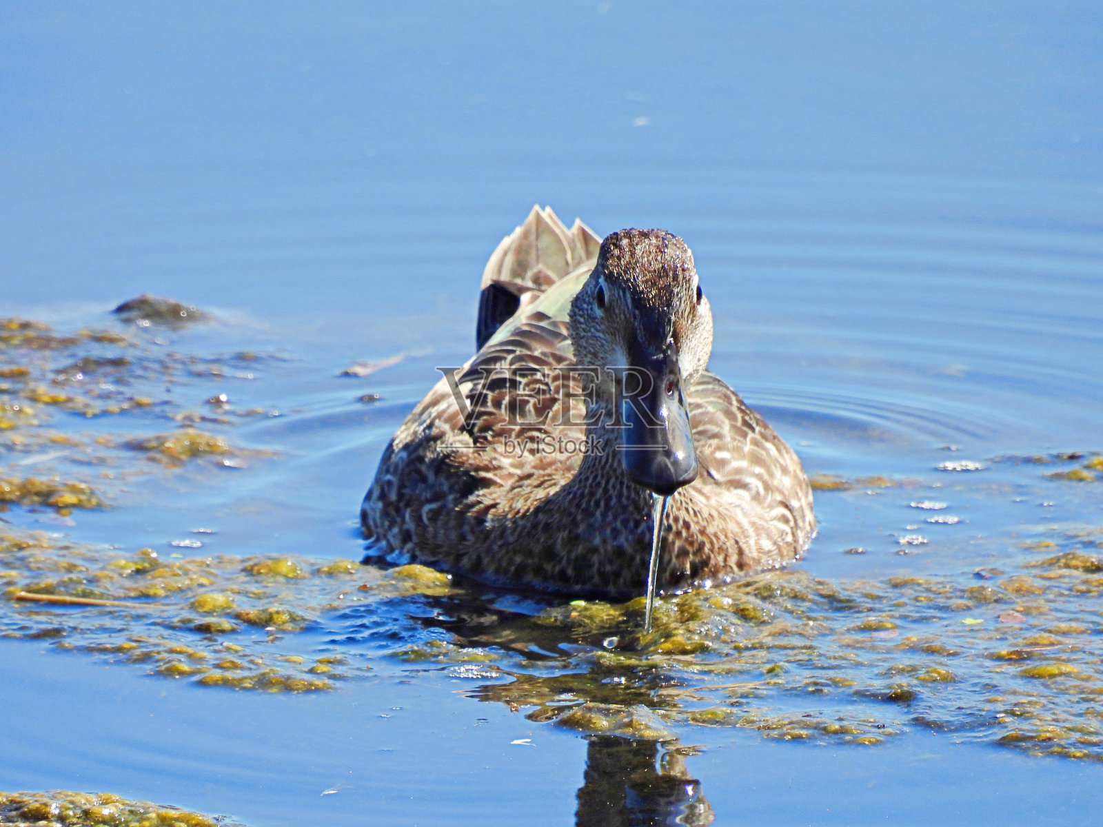 蓝翅鸭(Anas discors) -雌性在湿地觅食照片摄影图片