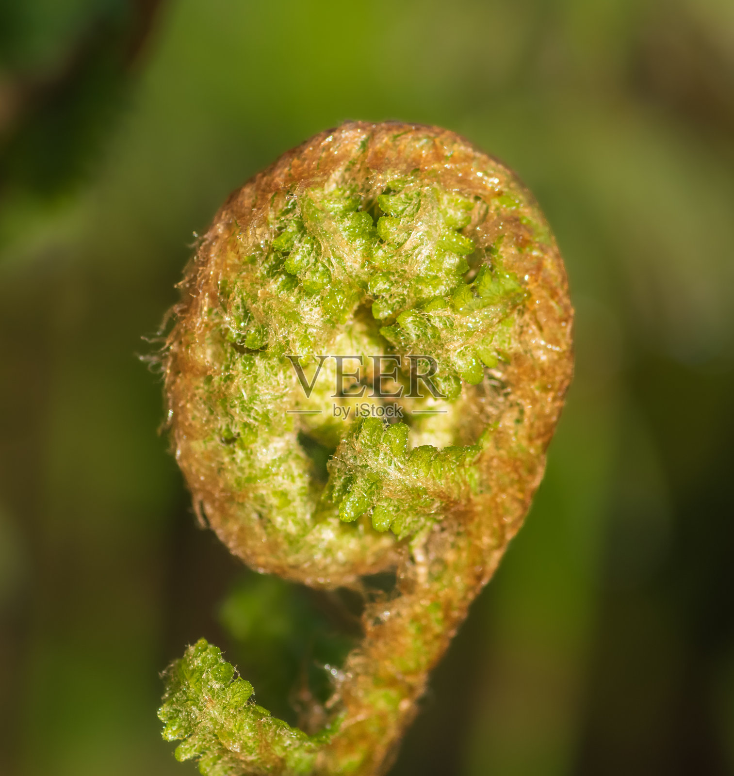 绿色蕨类植物嫩芽特写照片摄影图片