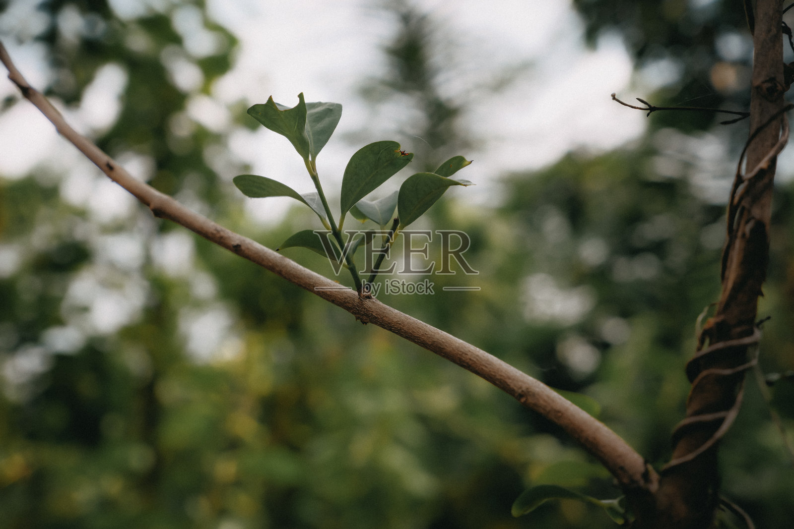 森林里的小树枝，森林里的小树枝和树叶。照片摄影图片