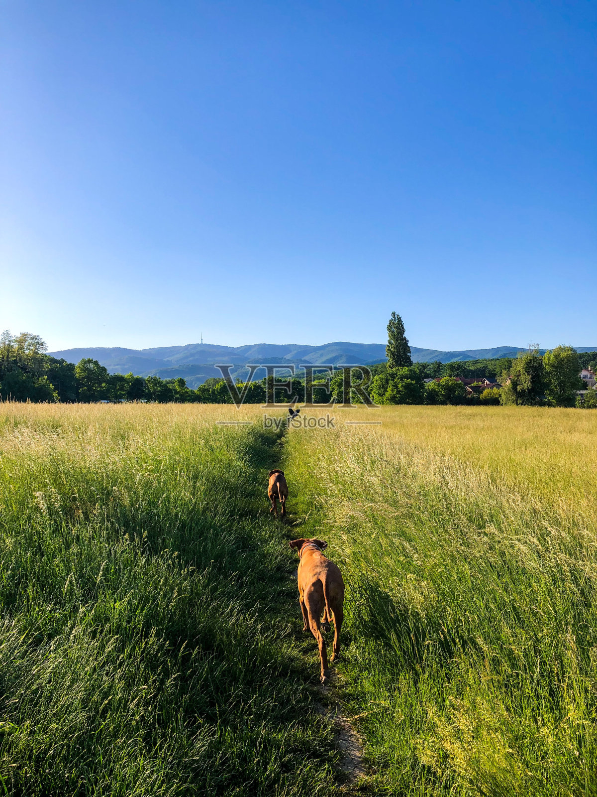 狗在以山脉为背景的草地上吃草。照片摄影图片