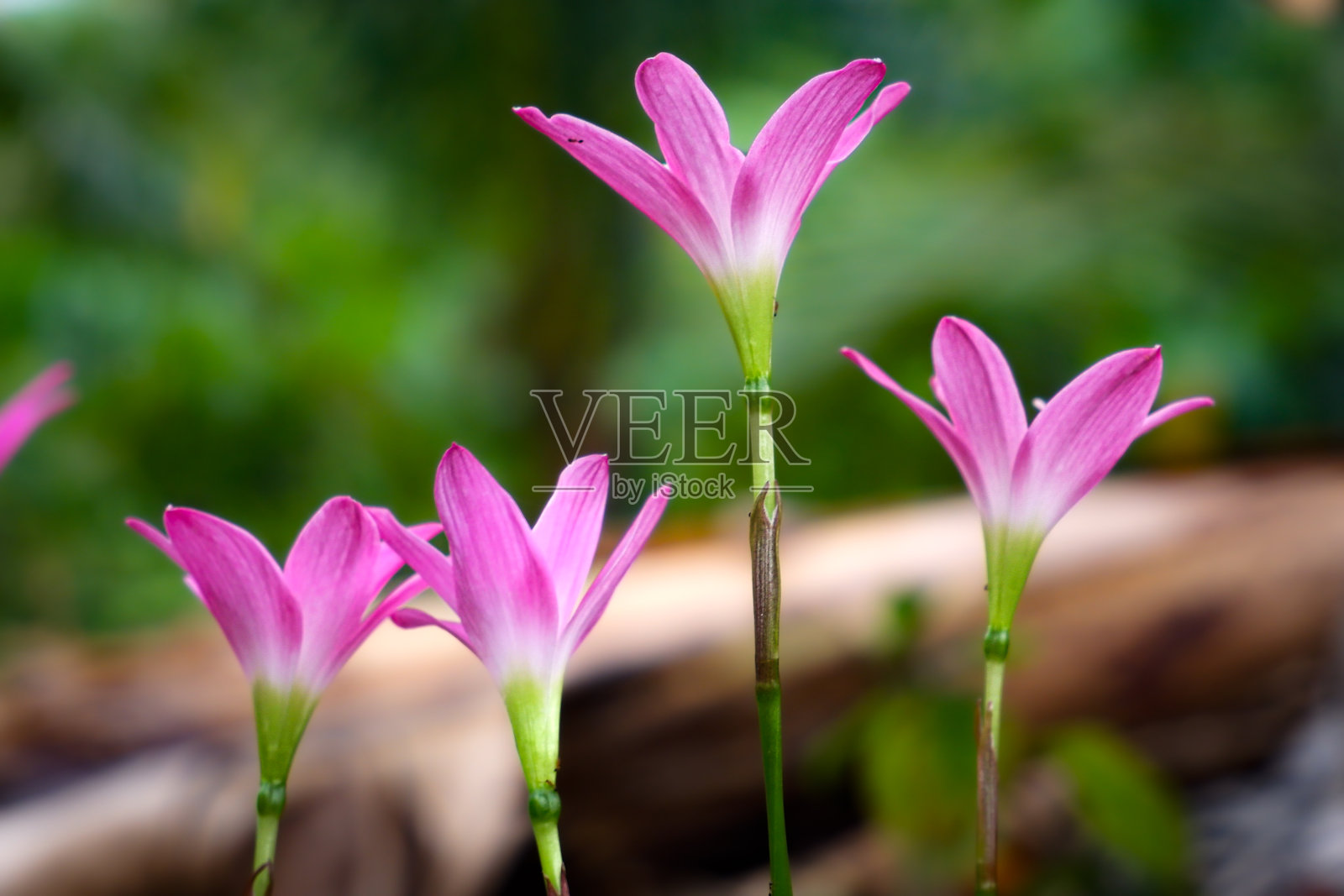 粉红雨百合照片摄影图片