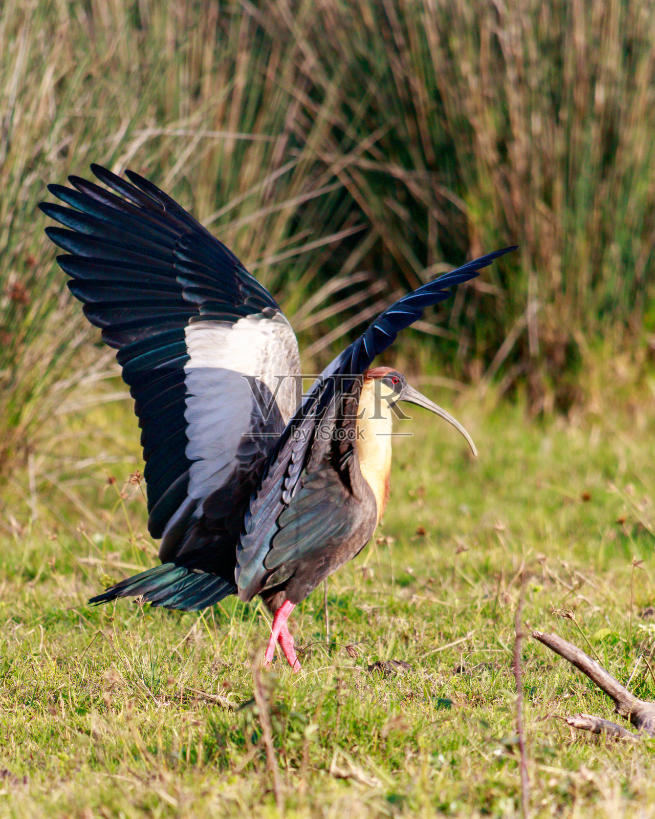 Curicaca照片摄影图片