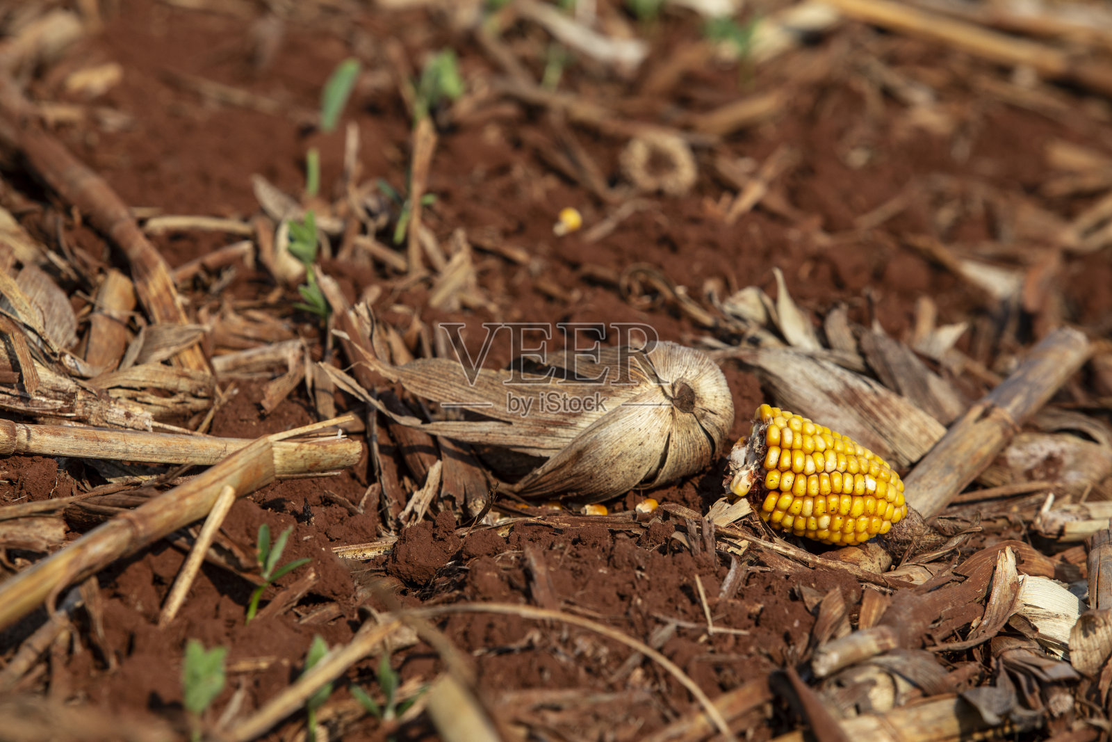 在帕拉纳<e:1> -巴西的玉米秸秆中直接种植大豆照片摄影图片