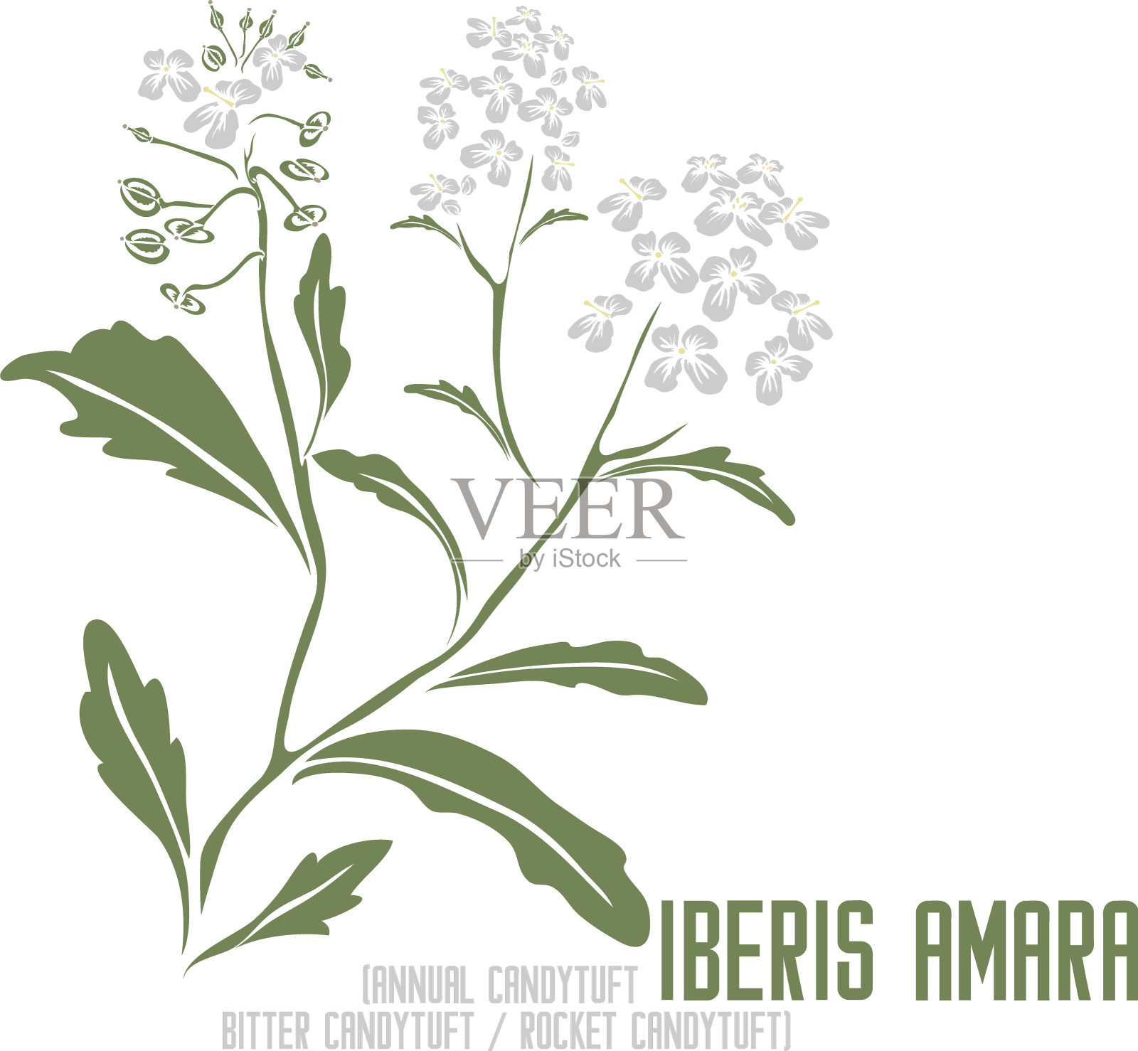 伊比利亚植物剪影在彩色图像矢量插图插画图片素材