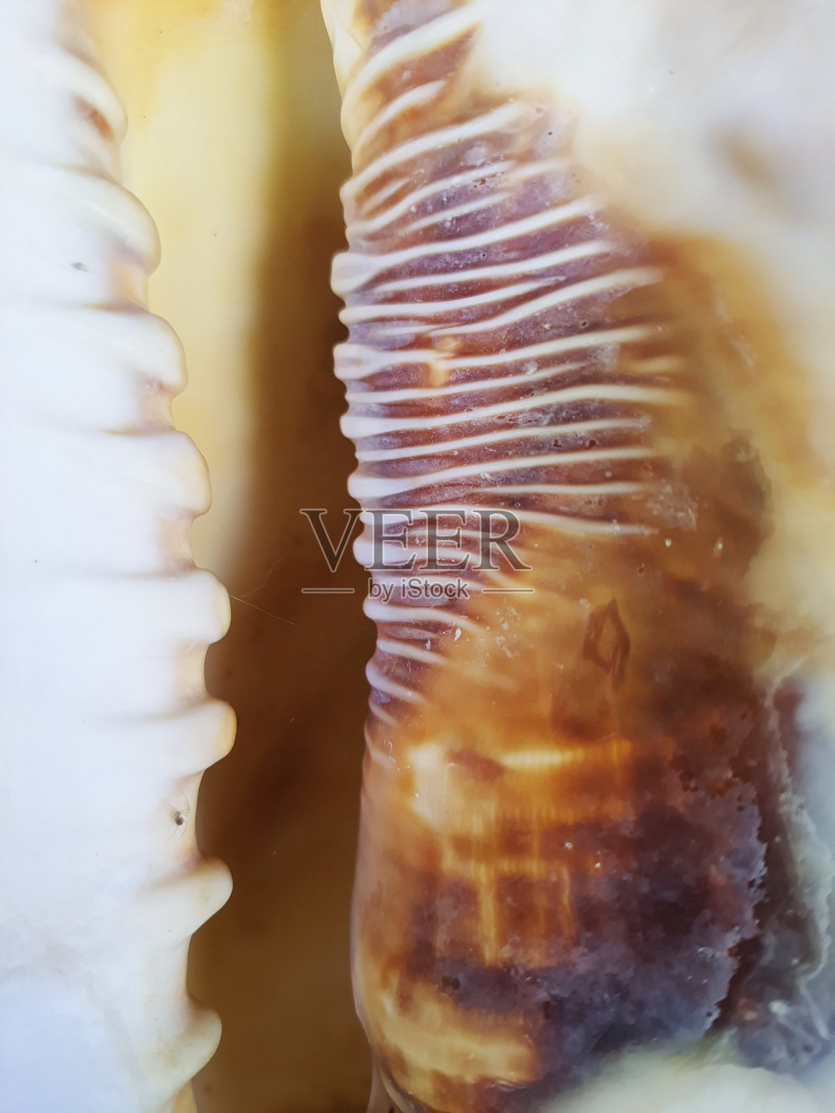 贝壳内部的特写照片摄影图片