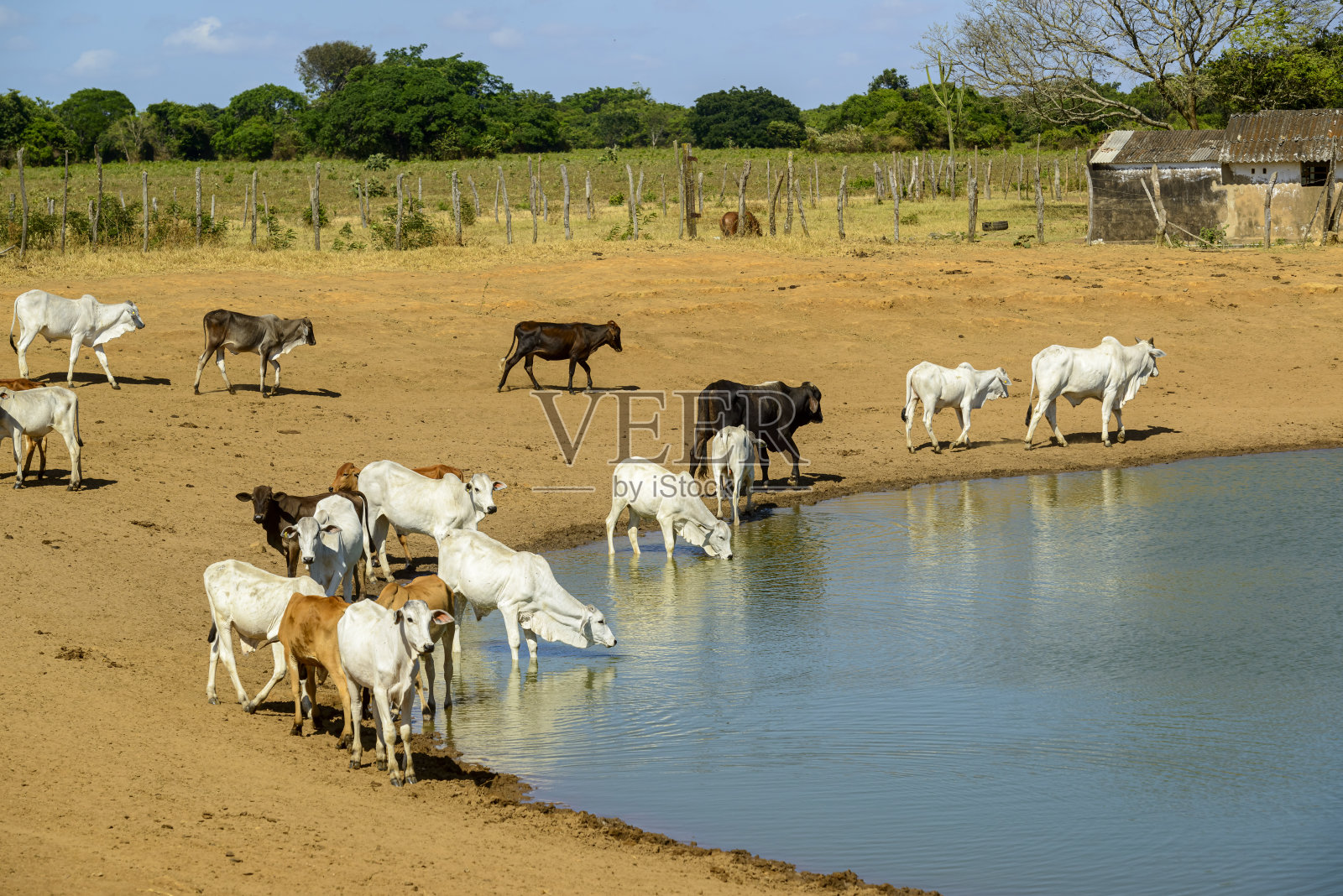 2023年10月16日，巴西伯南布哥省埃克苏的Caatinga生物群落，牛群在一个小湖中饮水。照片摄影图片