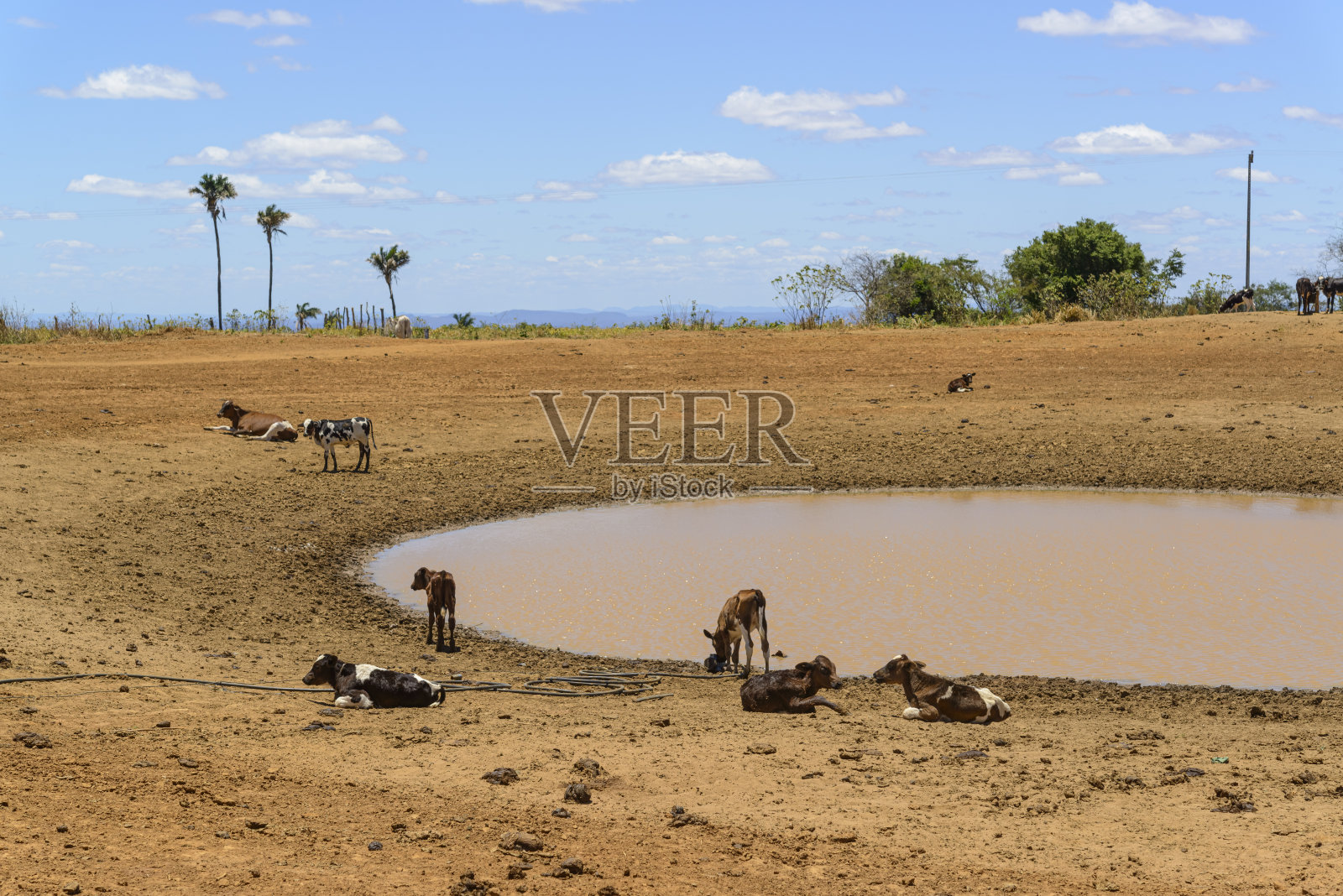 2023年10月17日，巴西伯南布哥省，由于干旱，牛在泥泞的井里寻找水源。气候变化。照片摄影图片