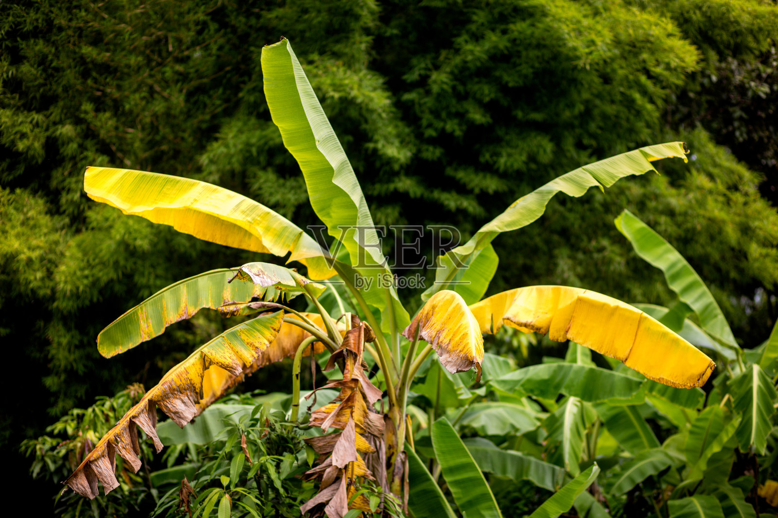 香蕉照片摄影图片