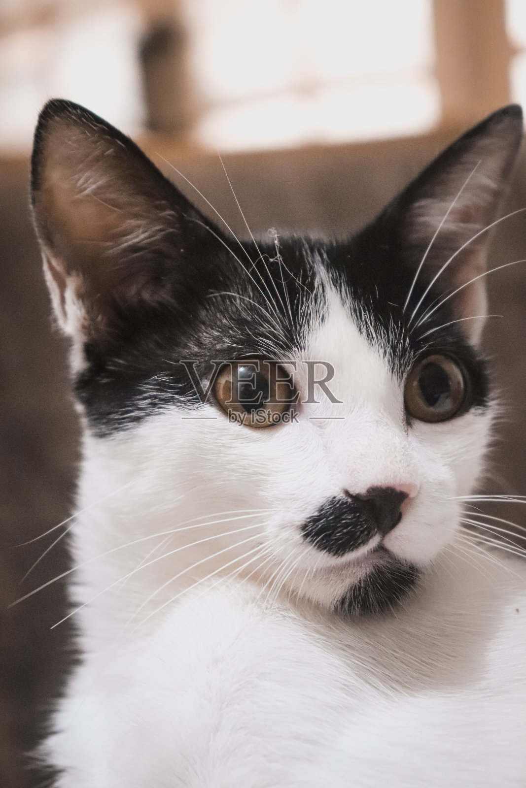 精致迷人的燕尾服猫照片摄影图片