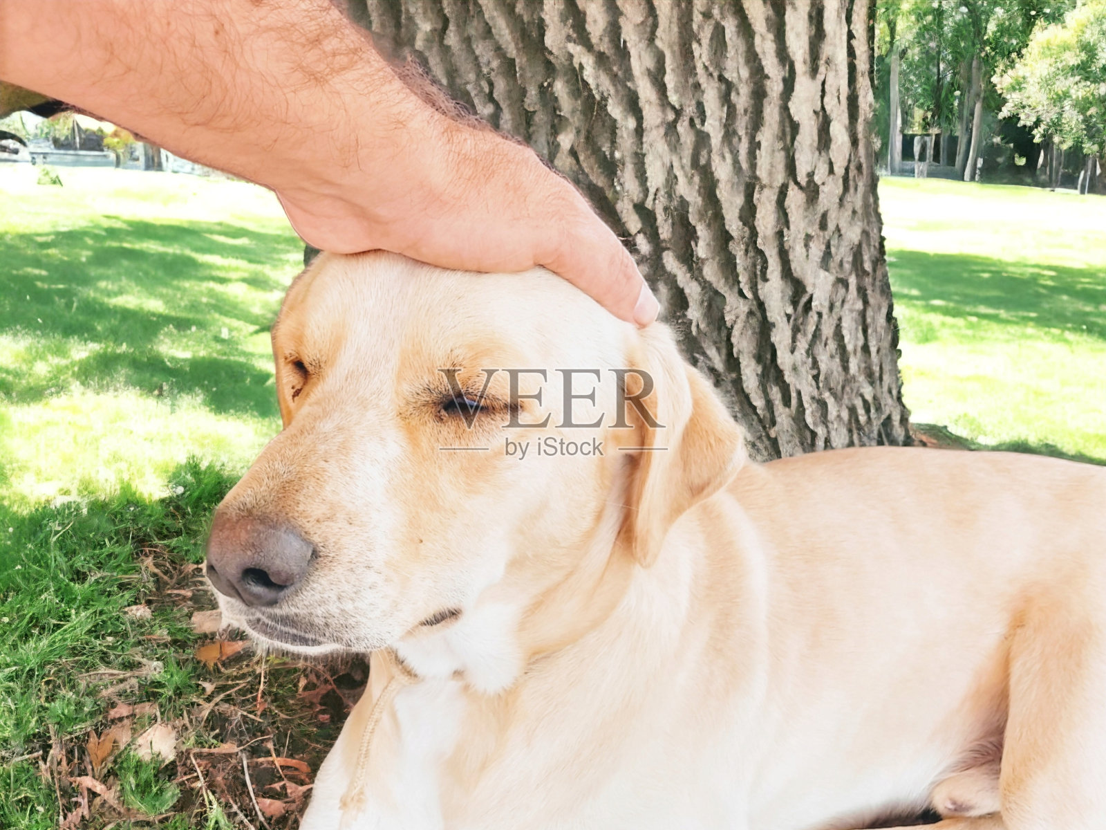 狗照片摄影图片