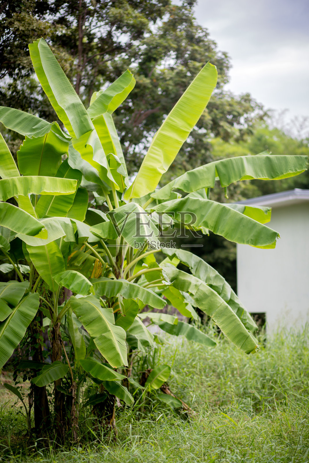 香蕉照片摄影图片