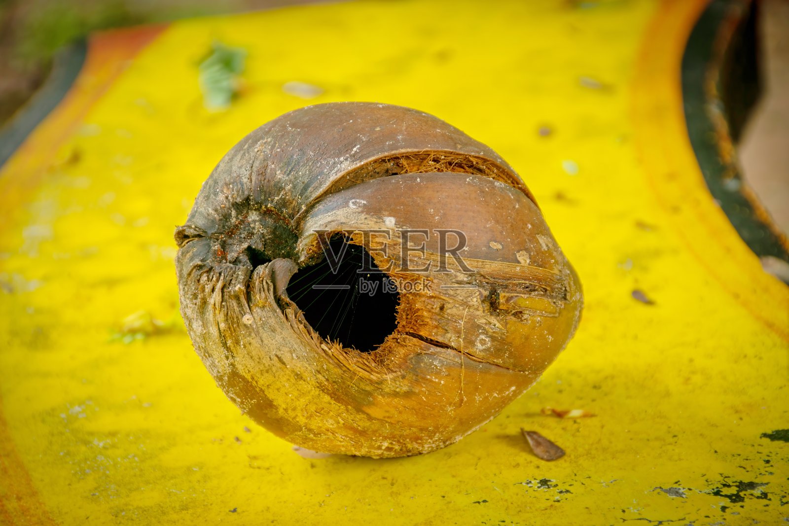 棕椰子干照片摄影图片