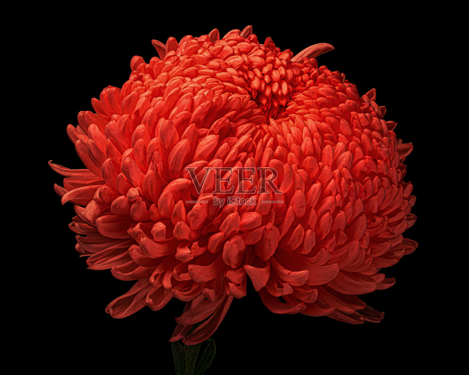 红色菊花与绿色茎孤立在黑色背景。工作室特写镜头。照片摄影图片