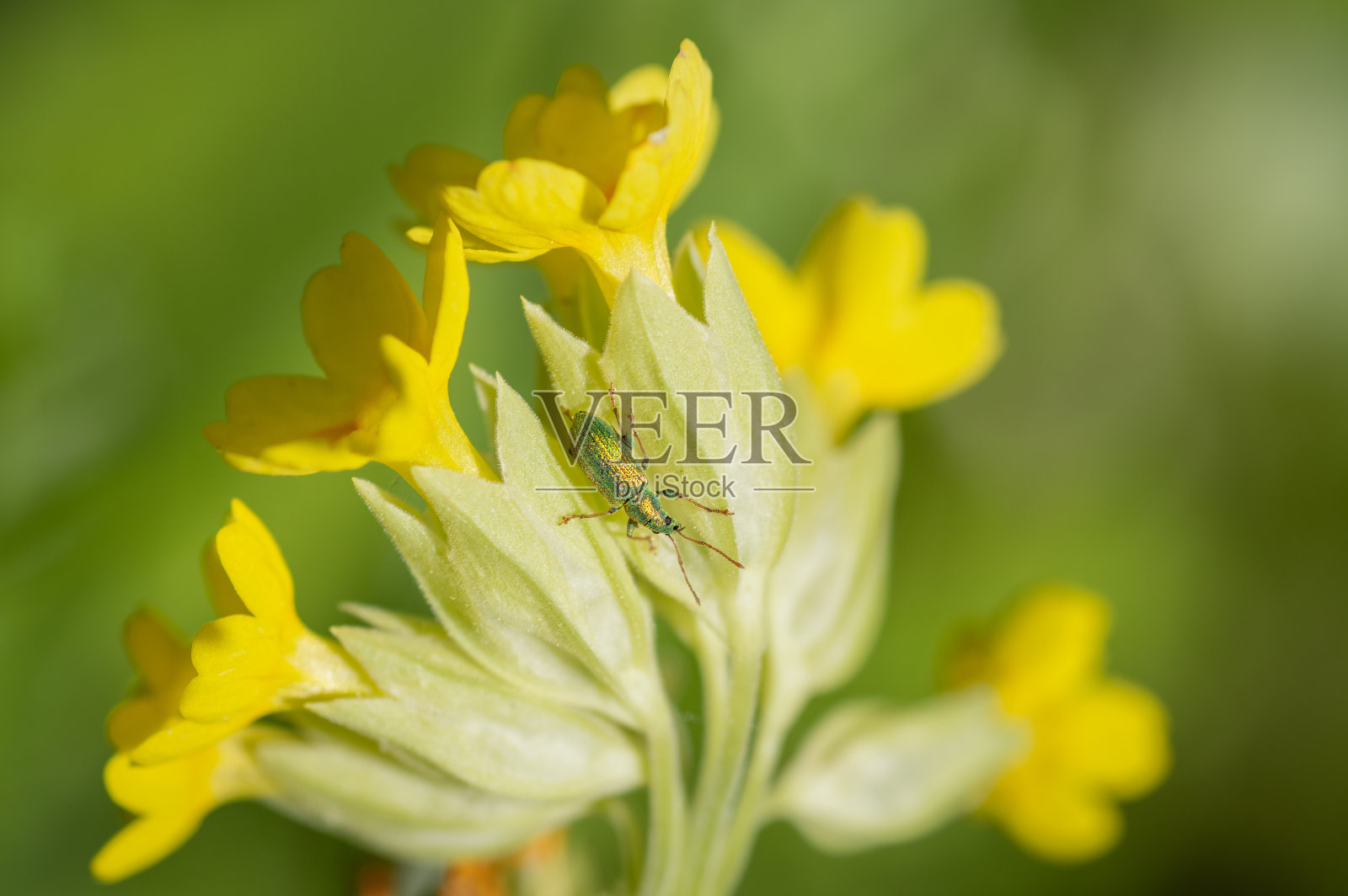 银绿叶象鼻虫在黄花九黄花上照片摄影图片