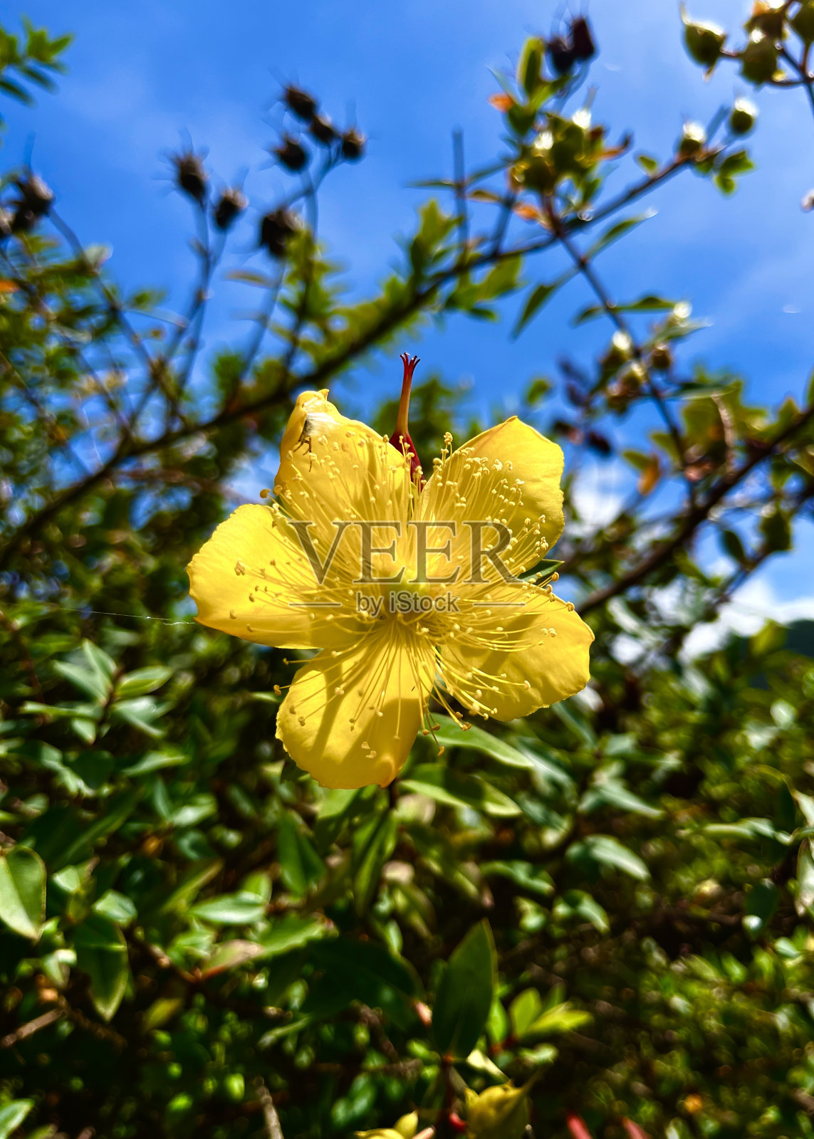 黄色的花照片摄影图片