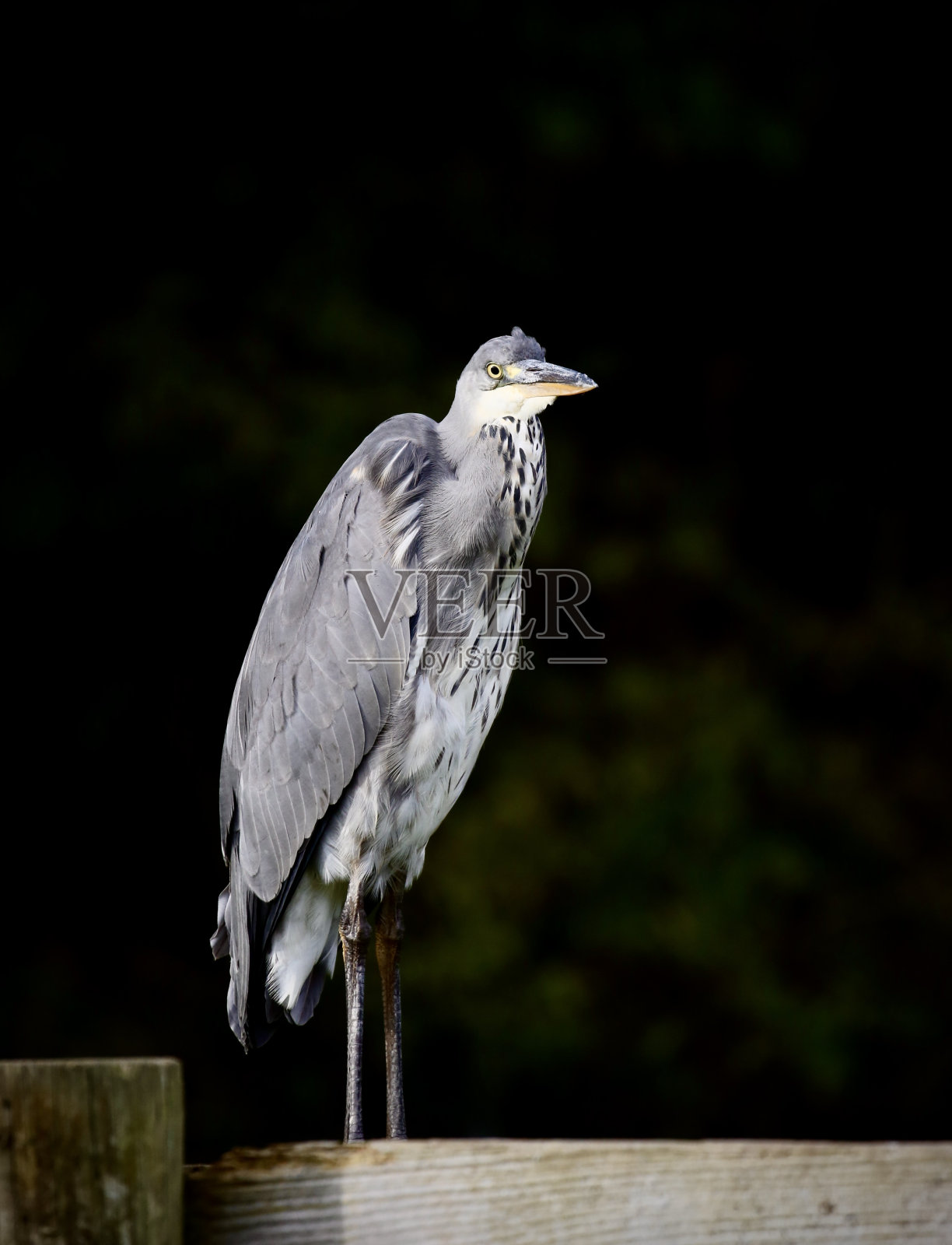 苍鹭照片摄影图片