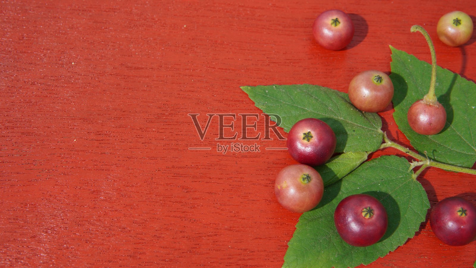 红底色的紫樱桃或紫樱桃(马来亚樱桃、紫樱桃、樱桃树、牙买加樱桃、西印度樱桃树、Kerukup-Siam、Buah Ceri、巴拿马莓、Kersen、Talok)的果实照片摄影图片