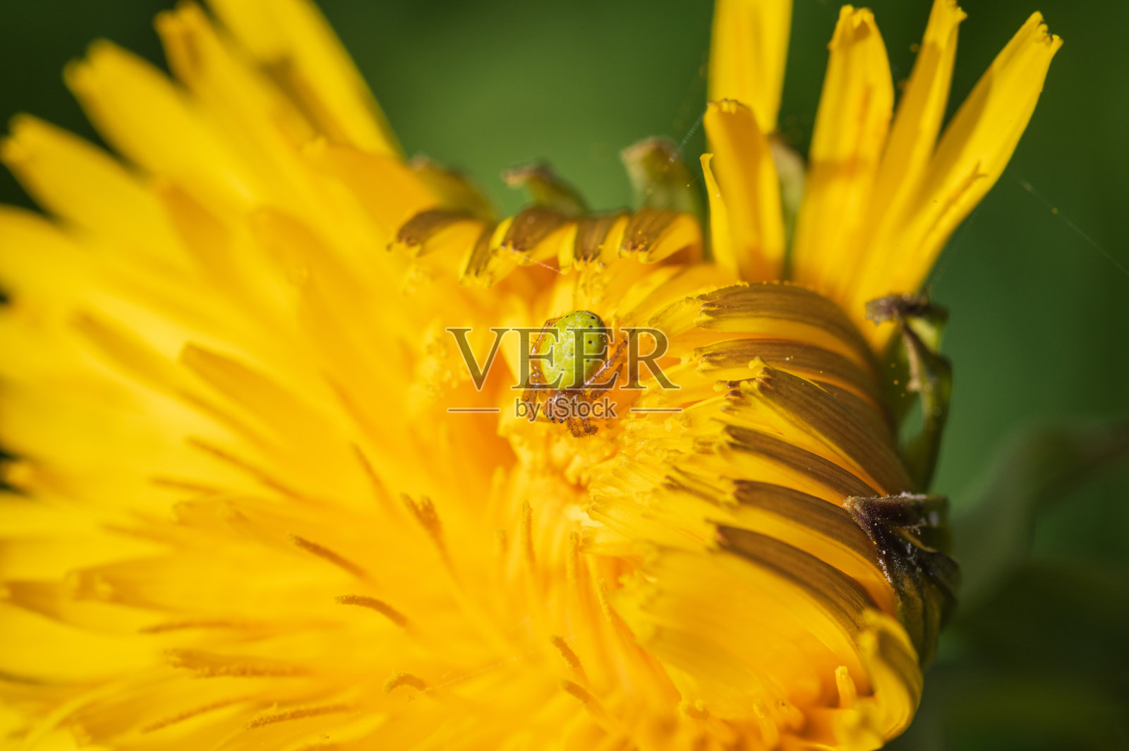 黄瓜绿蜘蛛在蒲公英花上照片摄影图片