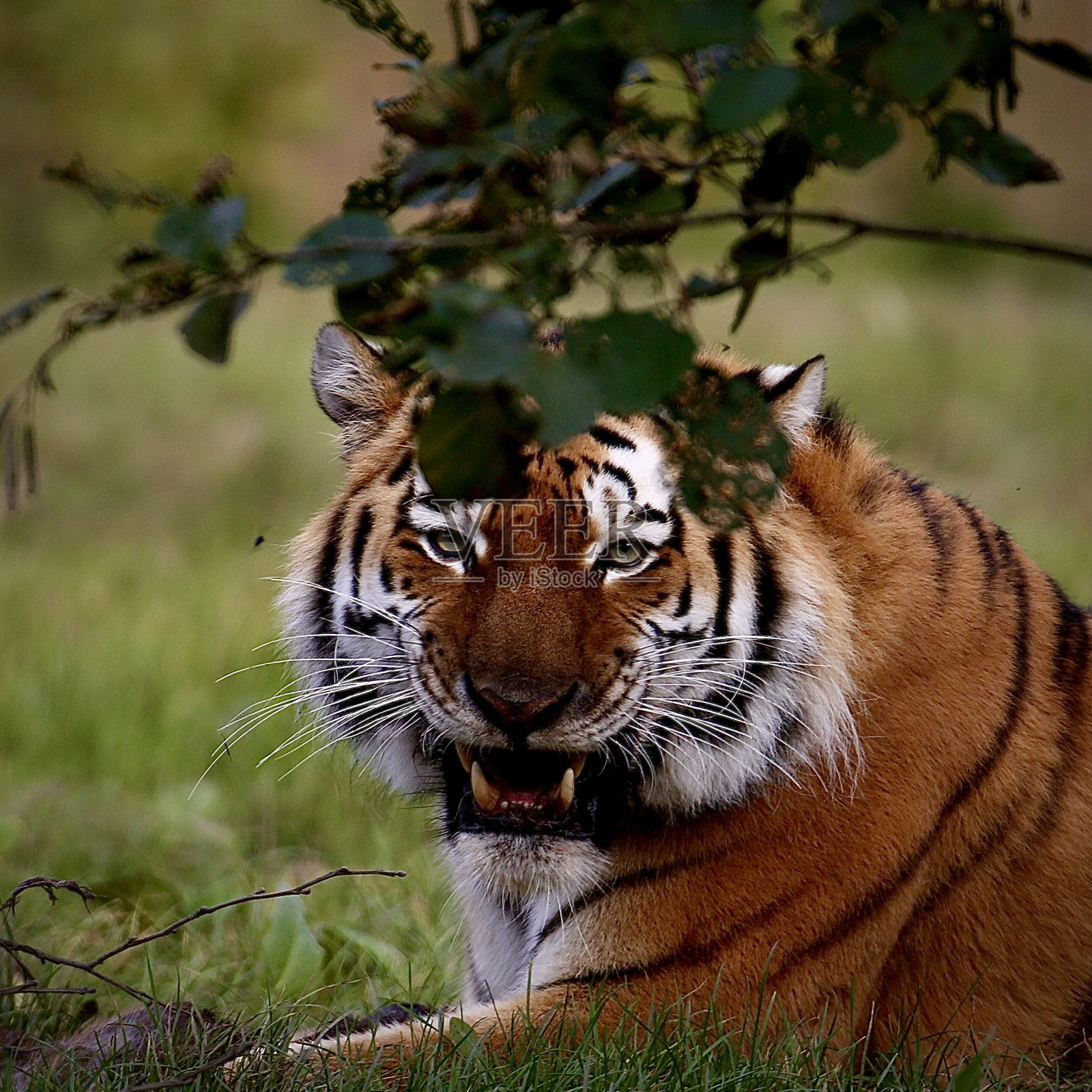 阿穆尔虎照片摄影图片