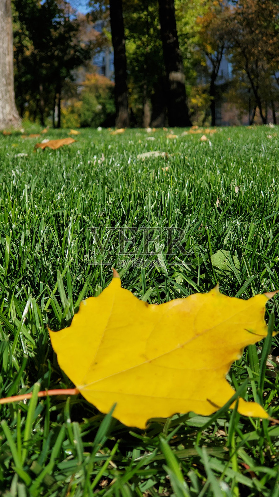 嫩绿的草地上有一片黄色的枫叶照片摄影图片