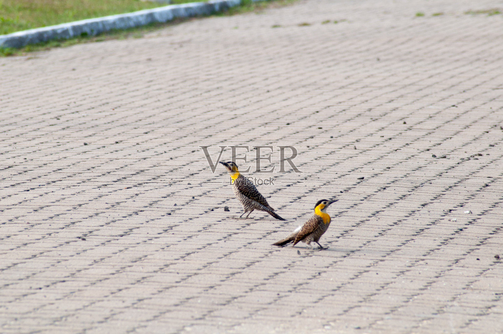 几只啄木鸟栖息在地上照片摄影图片