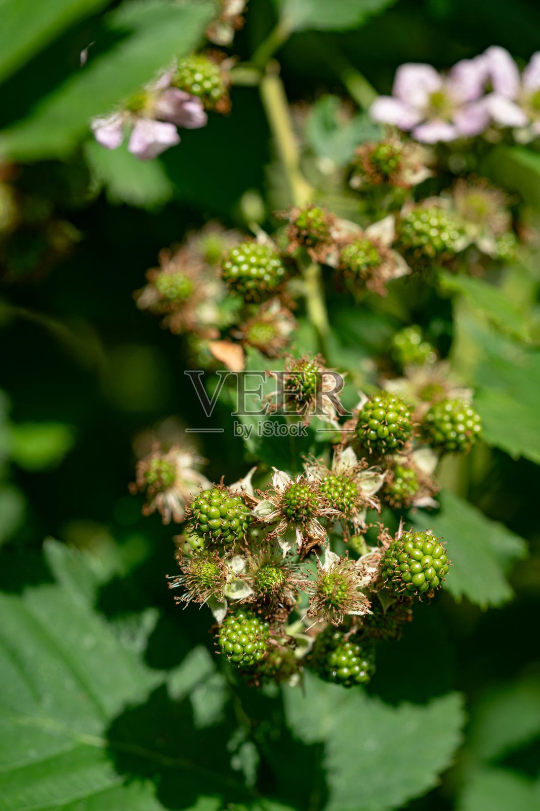 花和绿黑莓照片摄影图片